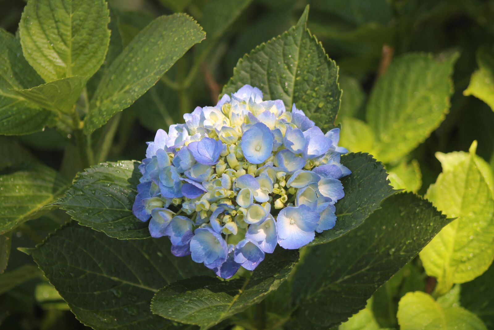 Canon EF 75-300mm f/4-5.6 sample photo. Flower, purple, hydrangea photography
