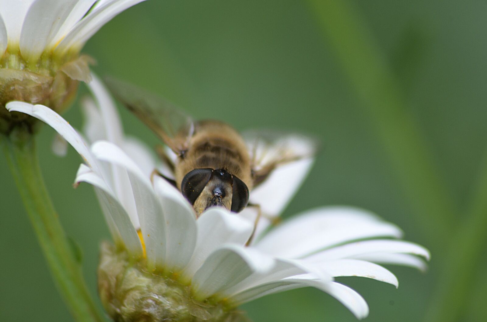 Nikon D5100 sample photo. Bee, insect, pollen photography