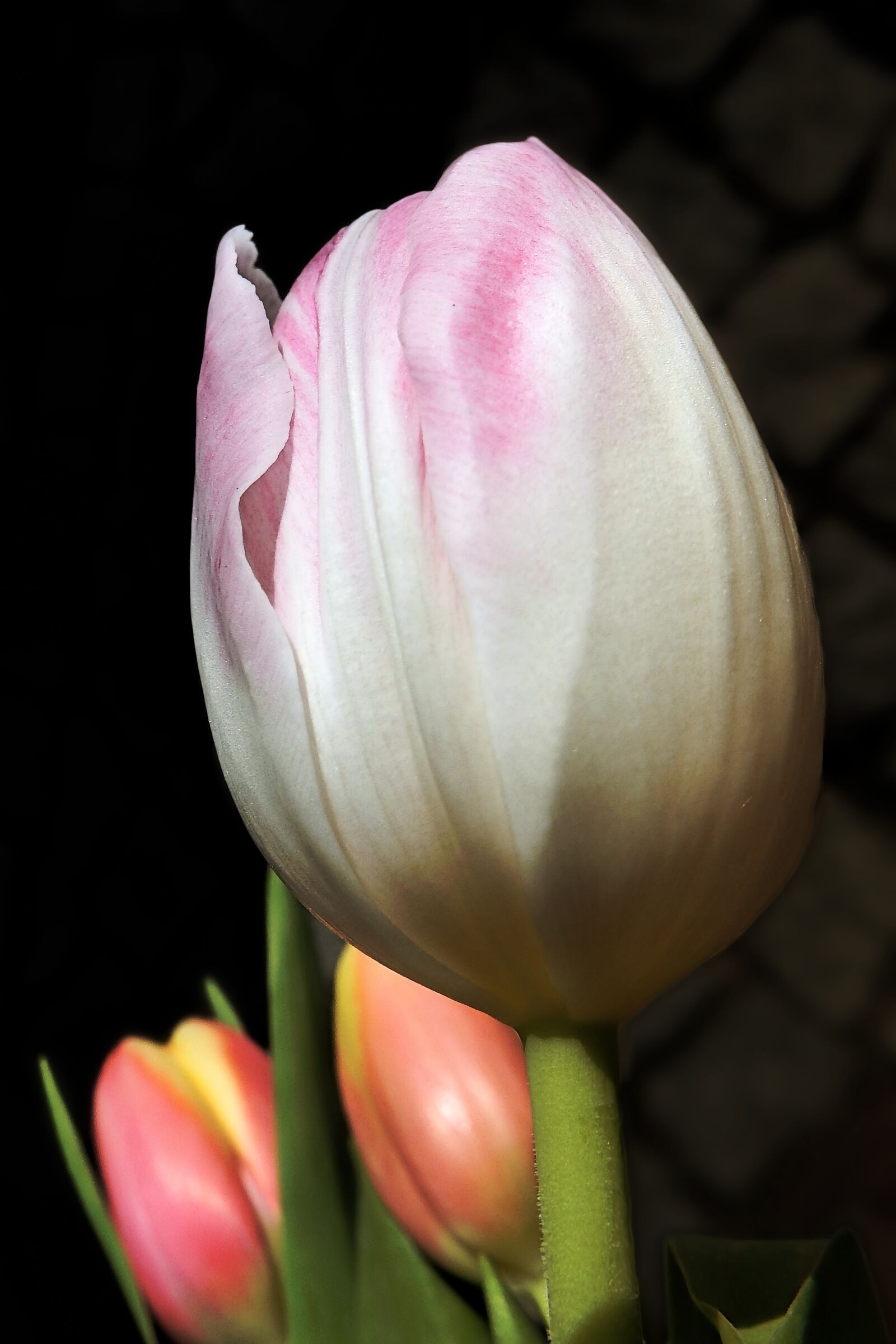 Fujifilm FinePix SL1000 sample photo. Spring, flowers, tulips photography