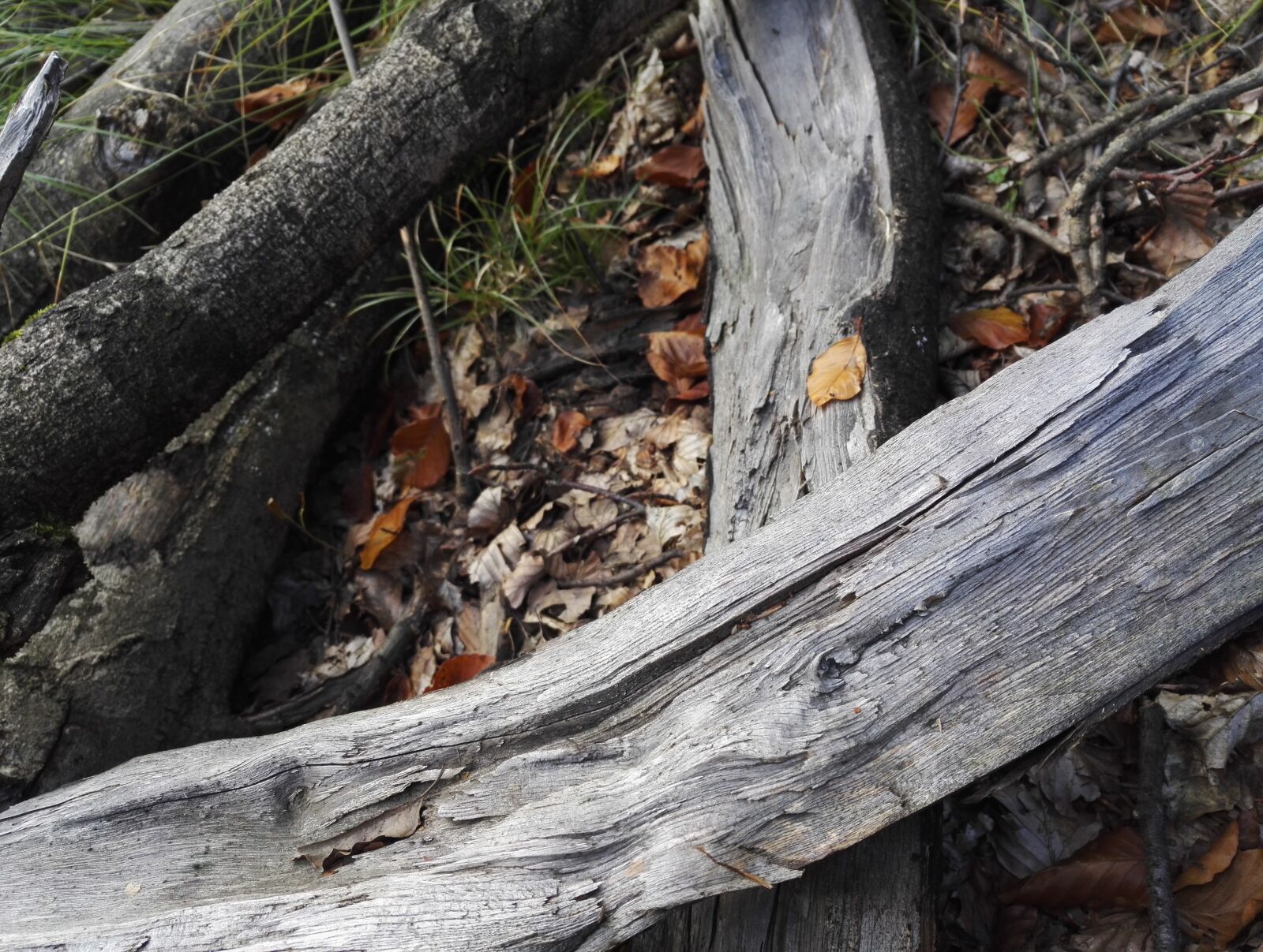 HUAWEI Honor 7 sample photo. Wood photography