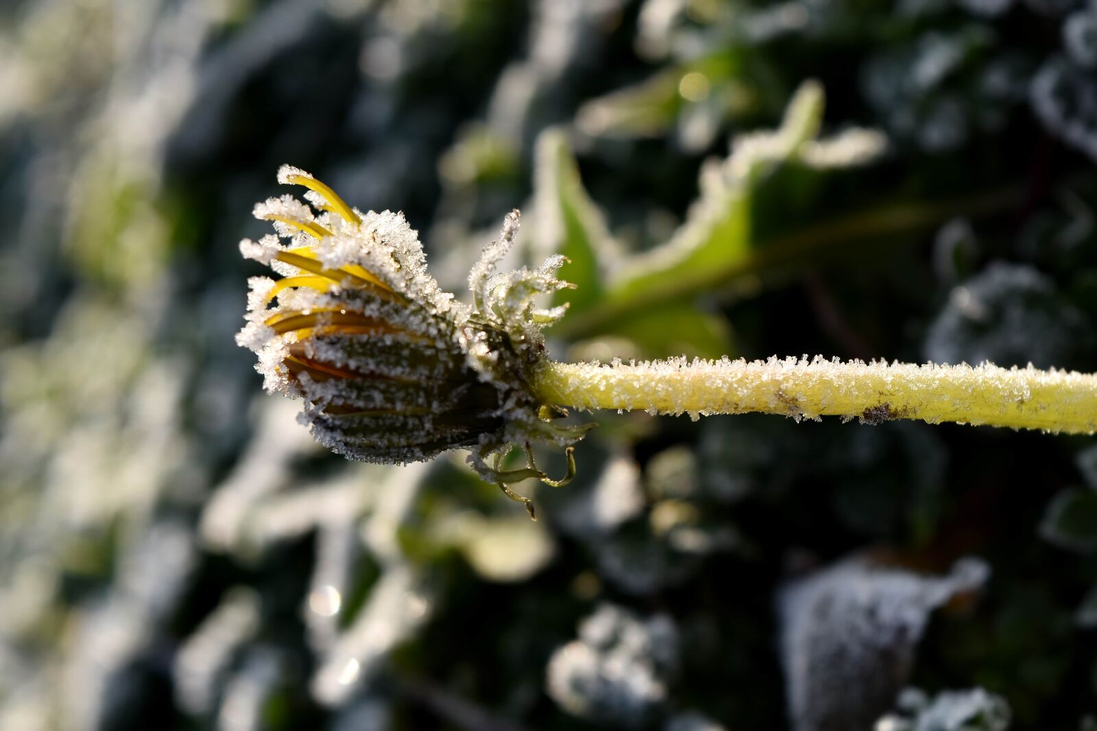 Nikon D5500 sample photo. Cold, dandelion, frost, frozen photography
