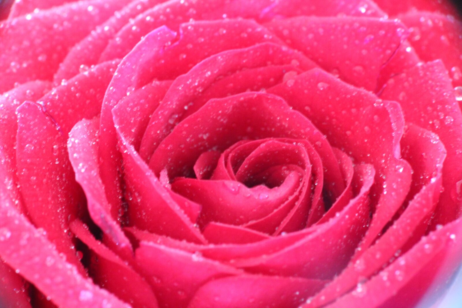 Canon EOS 600D (Rebel EOS T3i / EOS Kiss X5) sample photo. Rose, flower, blossom photography