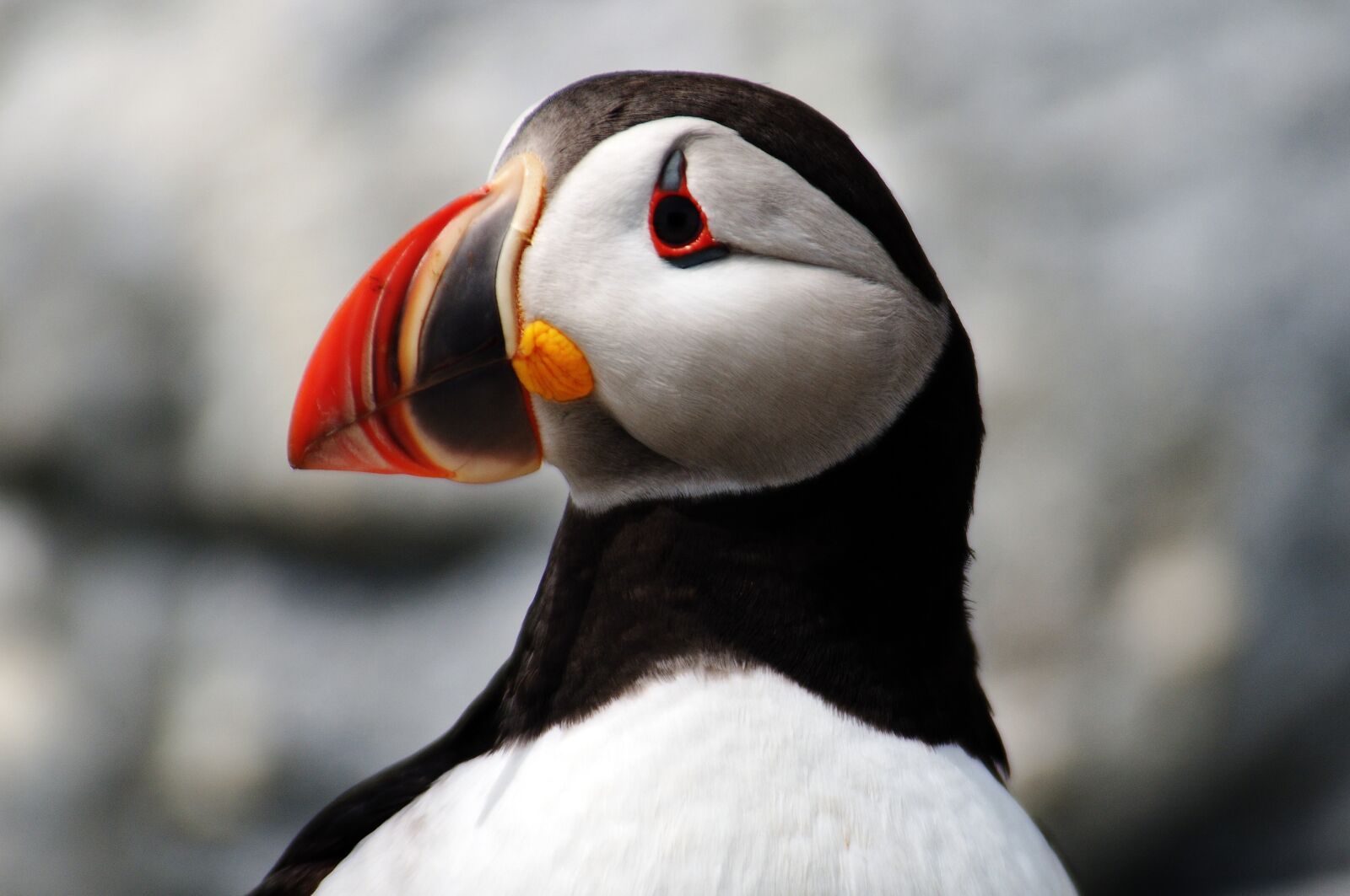 Nikon D300 sample photo. Bird, puffin, nature photography