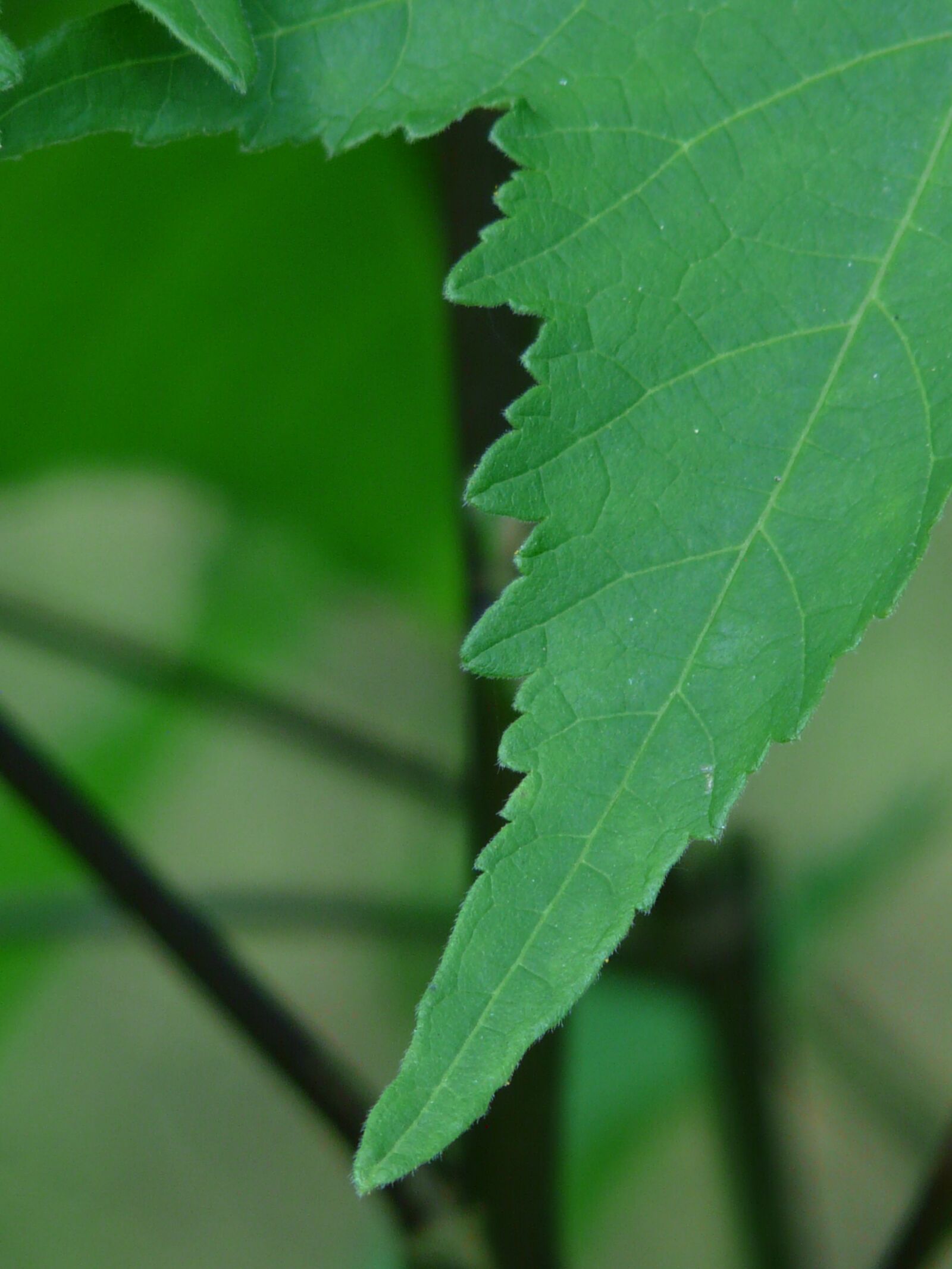 Panasonic DMC-FZ18 sample photo. Leaf, abutilon, ornamental plant photography