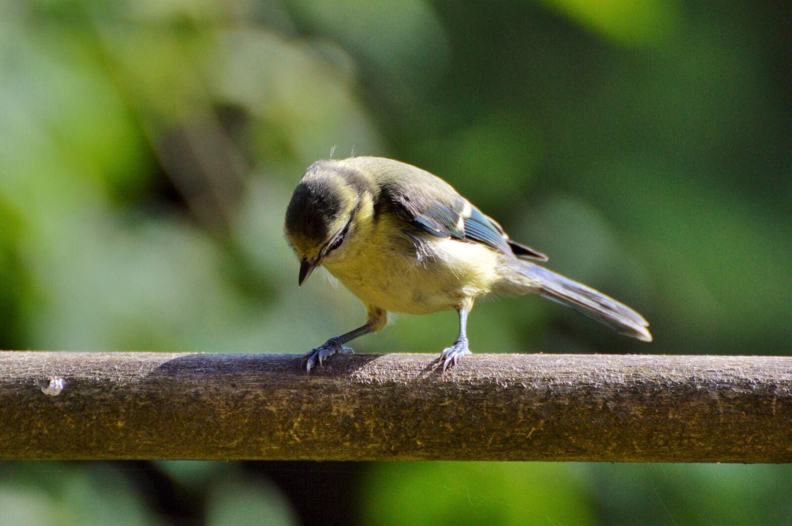 Nikon D3200 sample photo. Tit, songbird, bird photography