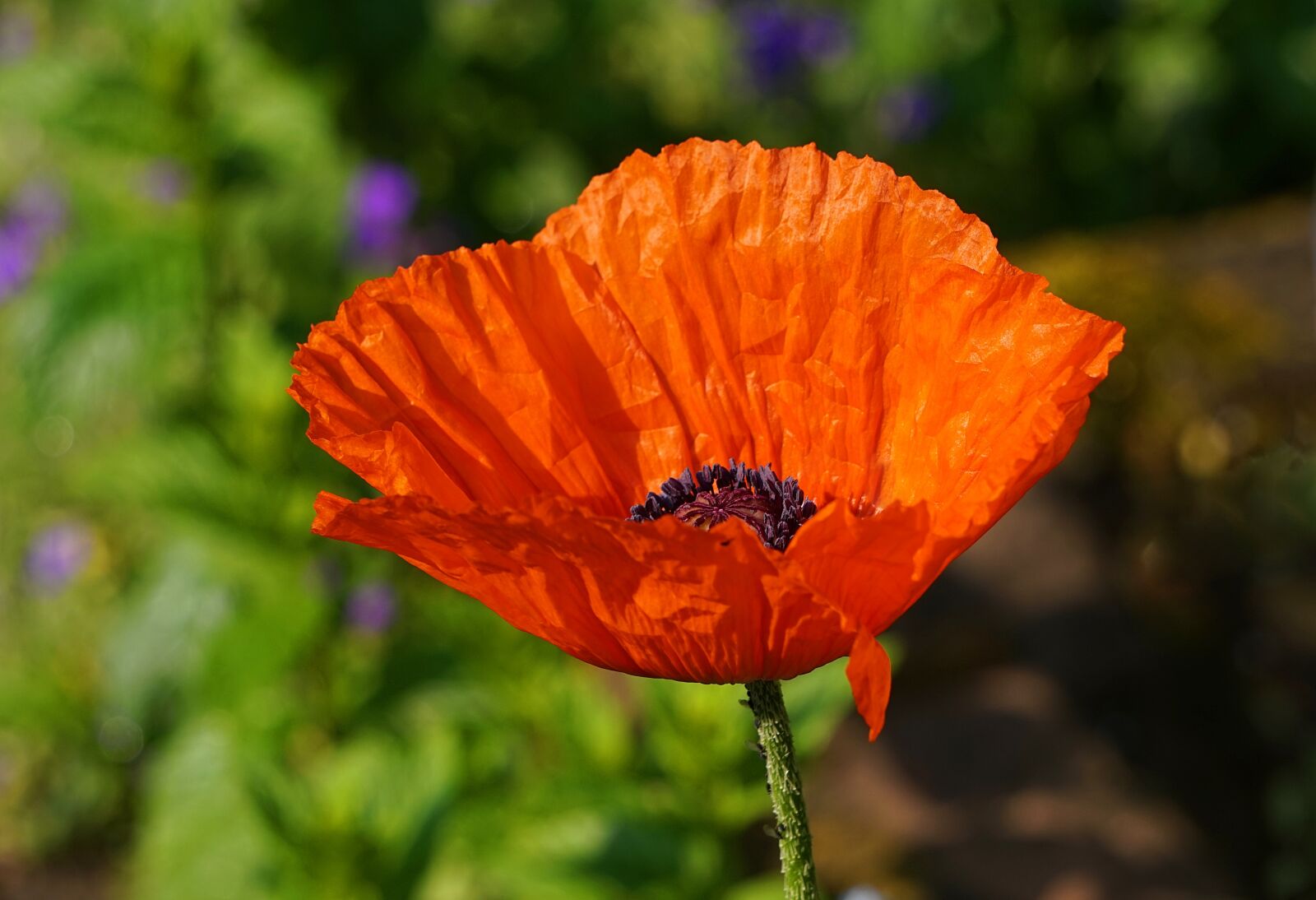 Sony Alpha a5000 (ILCE 5000) + Sony E 55-210mm F4.5-6.3 OSS sample photo. Poppy, blossom, bloom photography