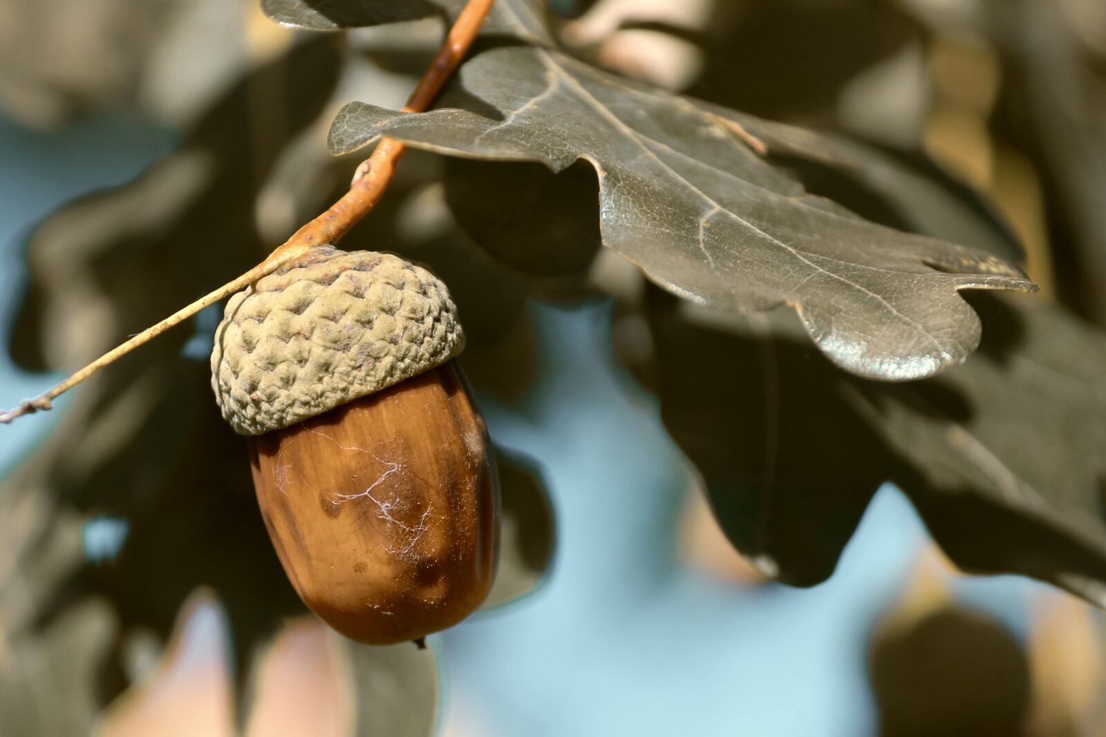 Canon EOS 1100D (EOS Rebel T3 / EOS Kiss X50) sample photo. Acorn, brown, oak leaves photography