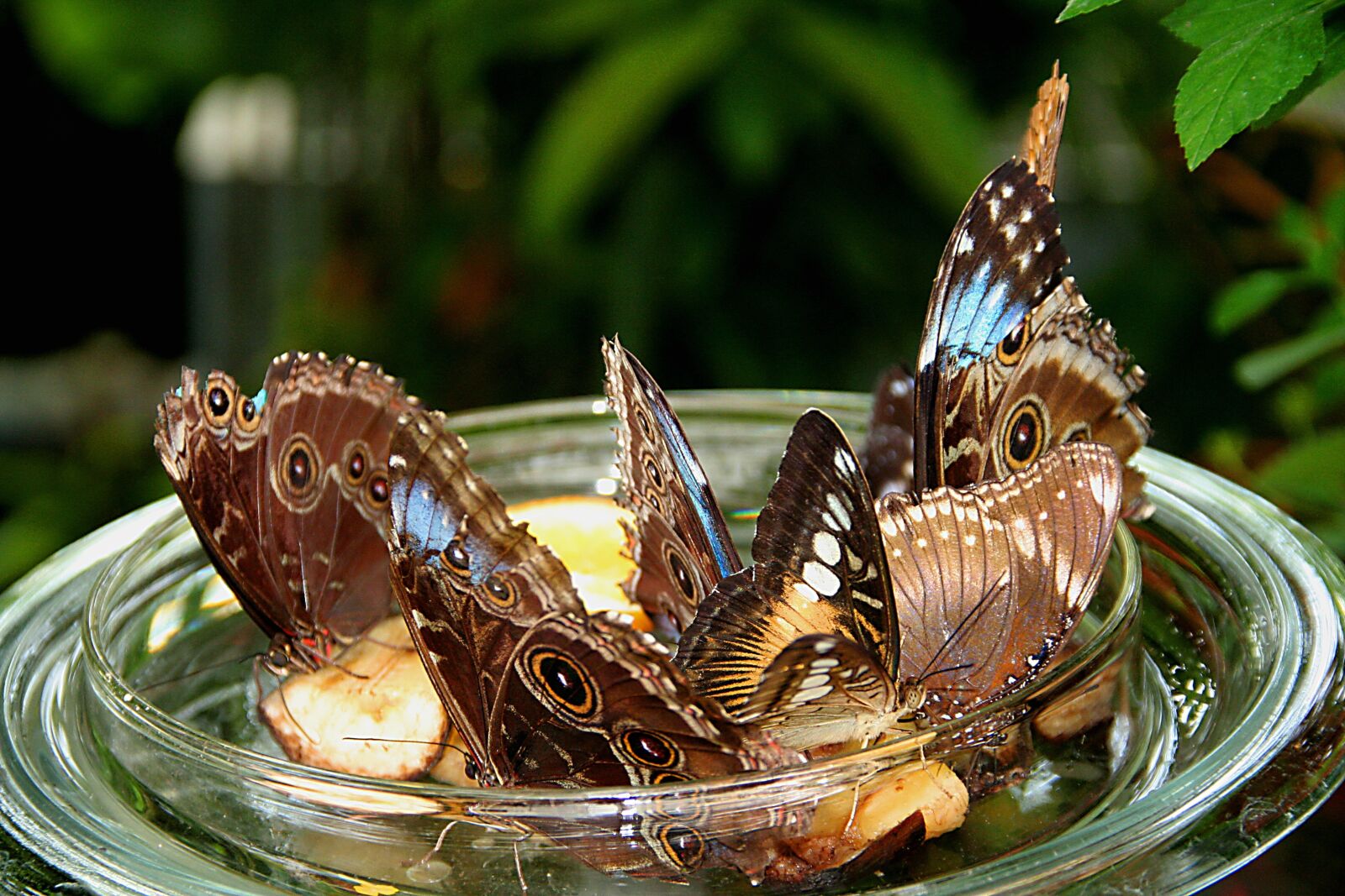 Canon EOS 350D (EOS Digital Rebel XT / EOS Kiss Digital N) sample photo. Butterflies, insect, butterfly photography