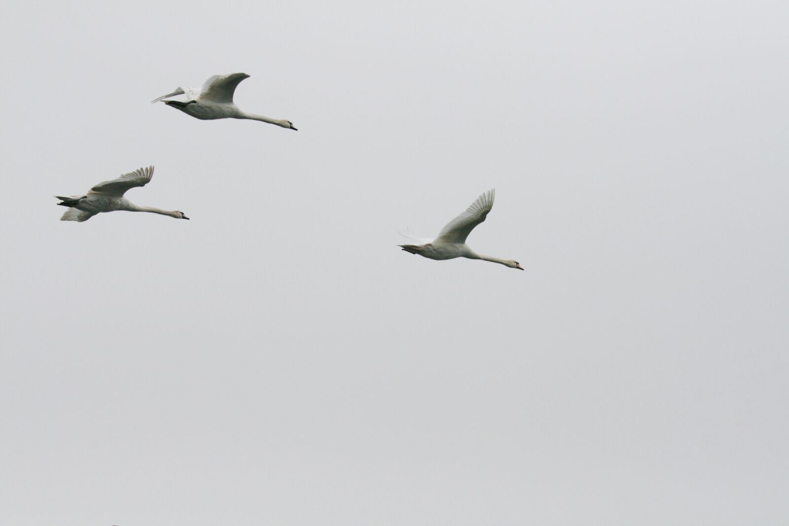 Canon EOS 400D (EOS Digital Rebel XTi / EOS Kiss Digital X) sample photo. Swan, flying, sky photography