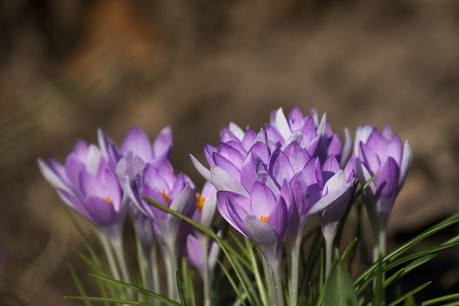 Nikon D800 sample photo. Crocus crocus, spring, easter photography