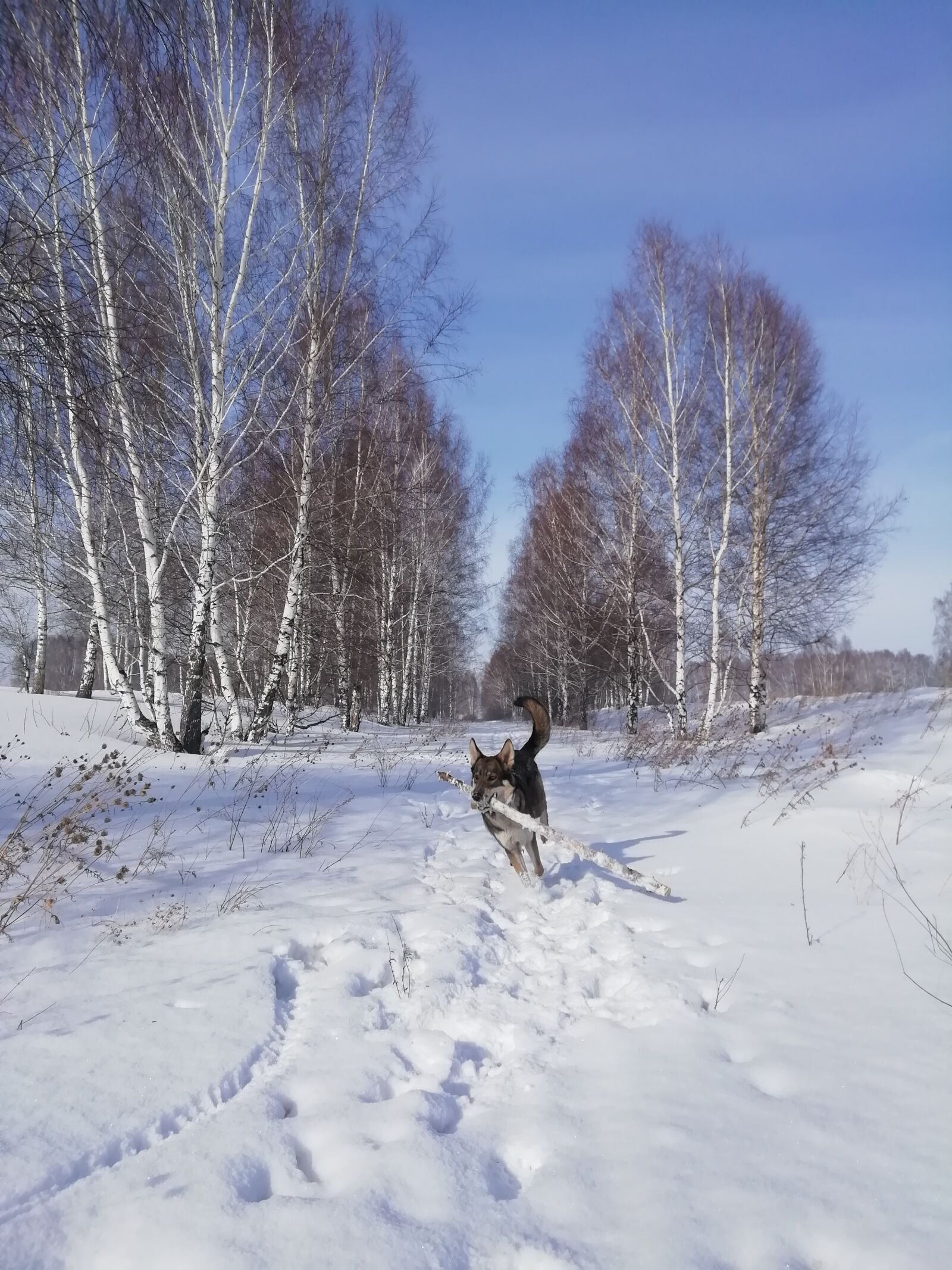 HUAWEI Honor 9 Lite sample photo. Animals, dog, winter photography