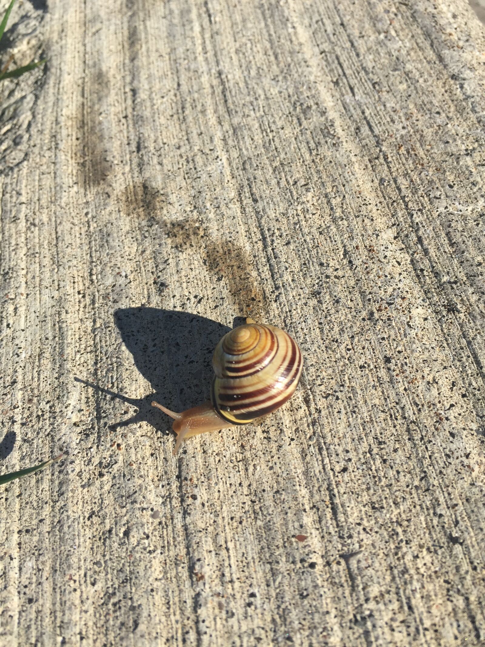 iPhone 6 Plus back camera 4.15mm f/2.2 sample photo. Snails, crawling, footprint photography