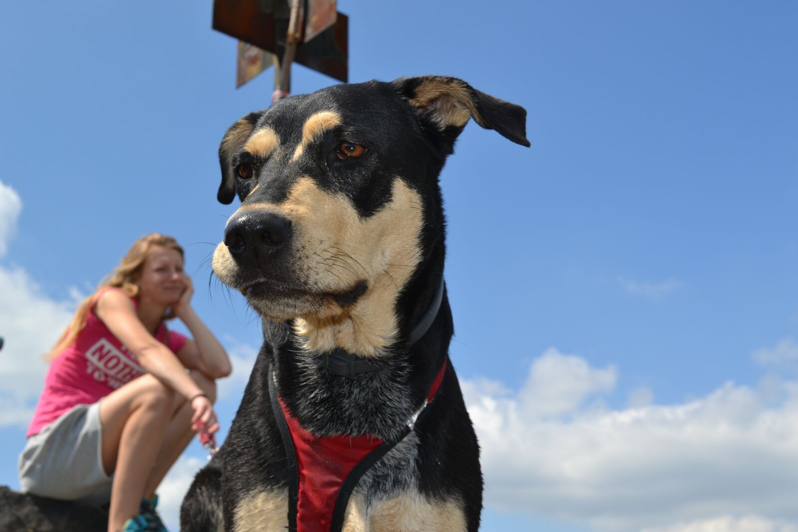 Nikon D3100 sample photo. Dog, summer, nature photography