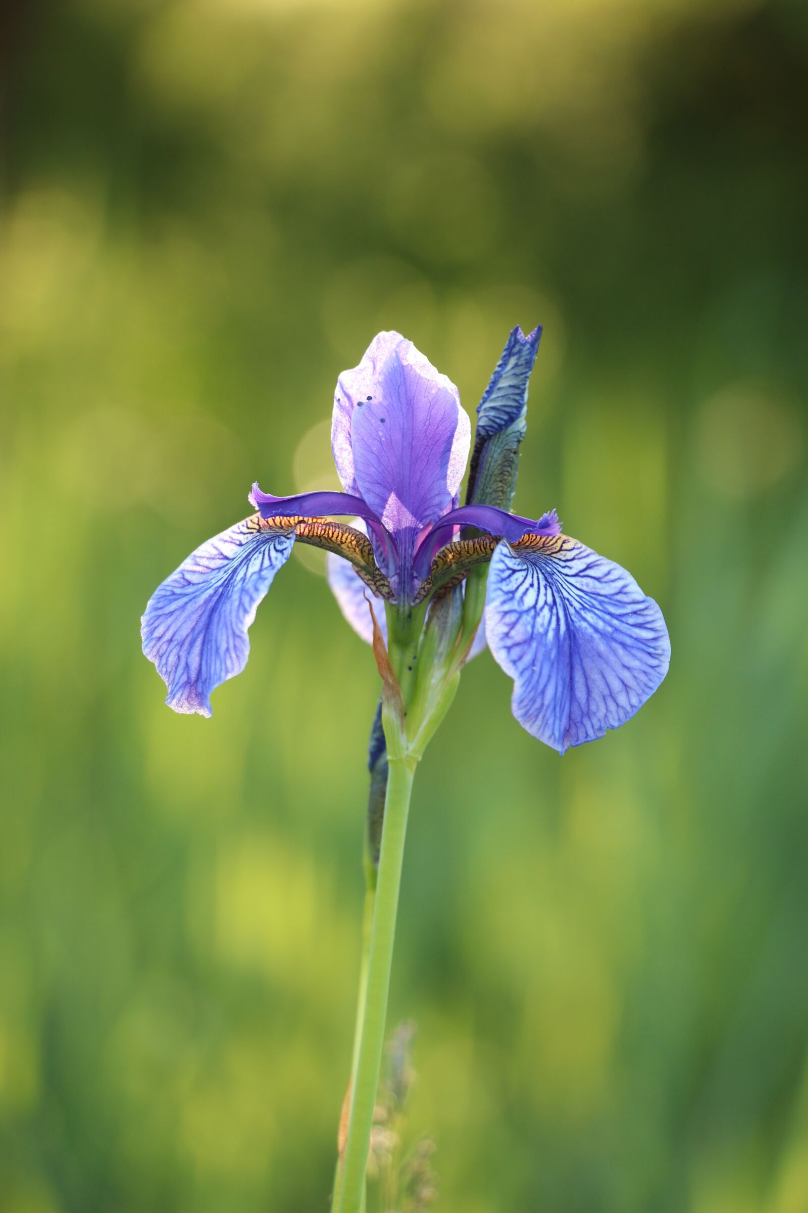 Canon EF-S 18-135mm F3.5-5.6 IS USM sample photo. Iris, blossom, bloom photography