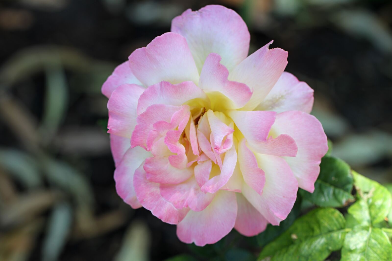 Canon EF 100mm F2.8L Macro IS USM sample photo. Rose, pink, garden roses photography