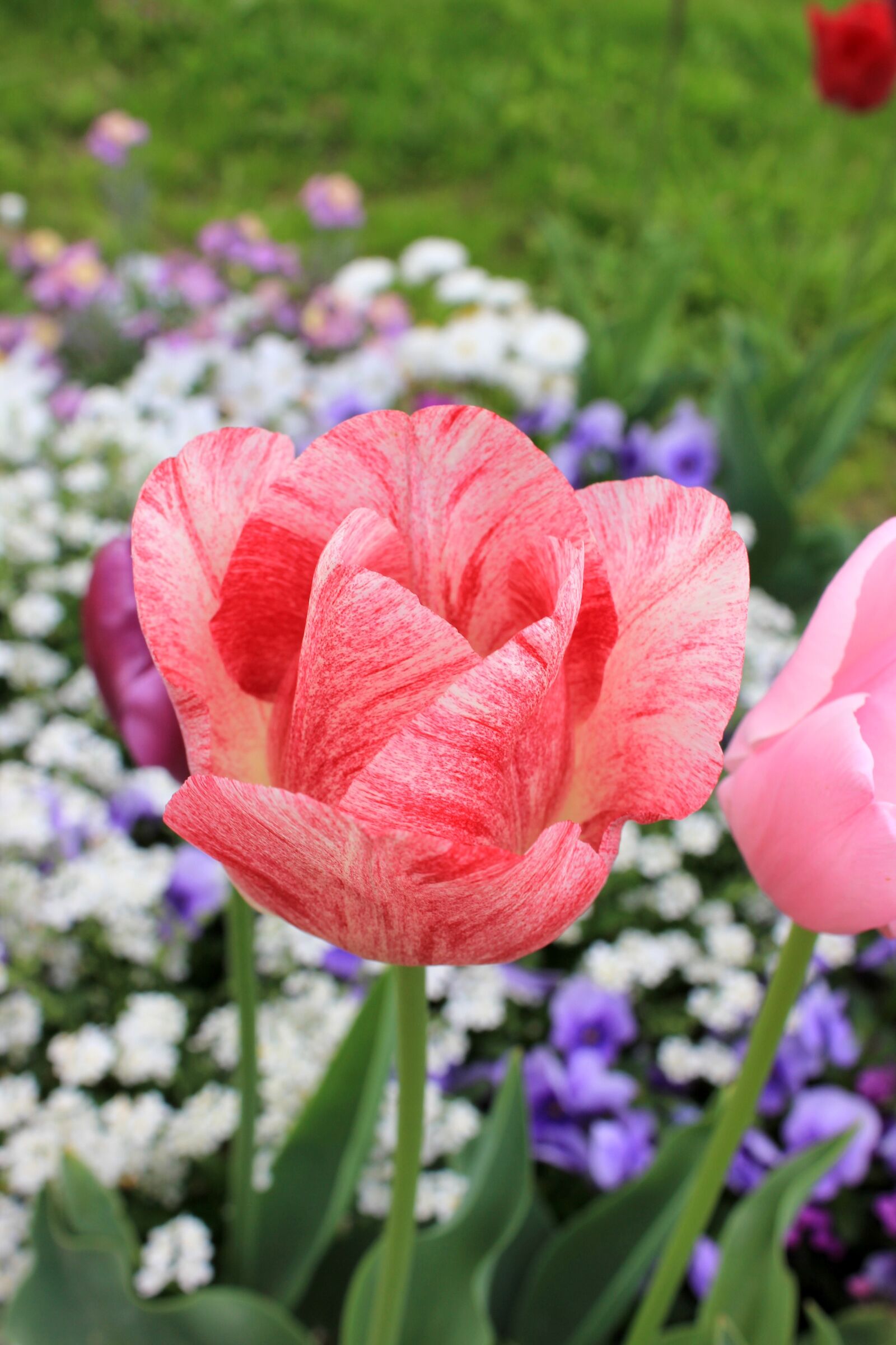 Canon EOS 550D (EOS Rebel T2i / EOS Kiss X4) sample photo. Tulip, blossom, bloom photography