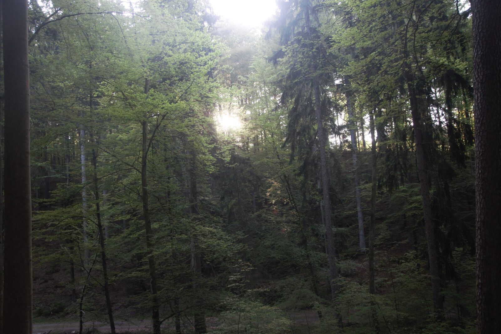 Canon EOS 70D sample photo. Forest, fresh in the photography