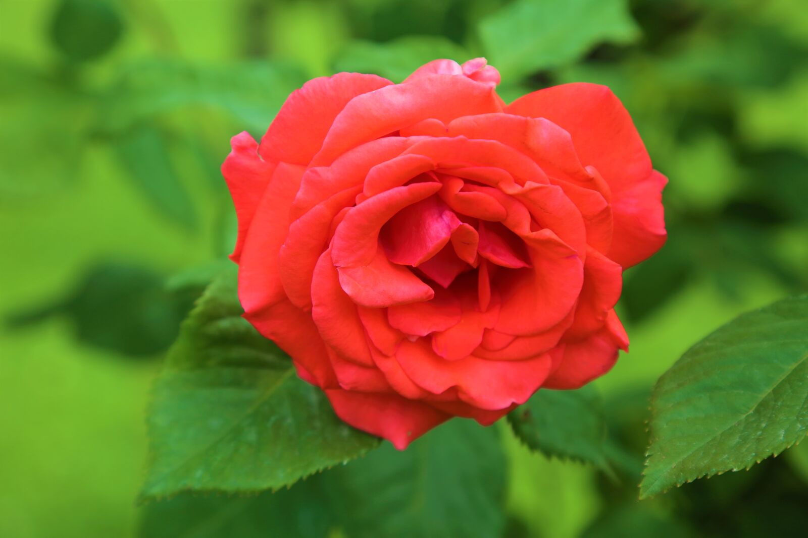Canon EF 24-105mm F4L IS USM sample photo. Rose, nature, flower photography