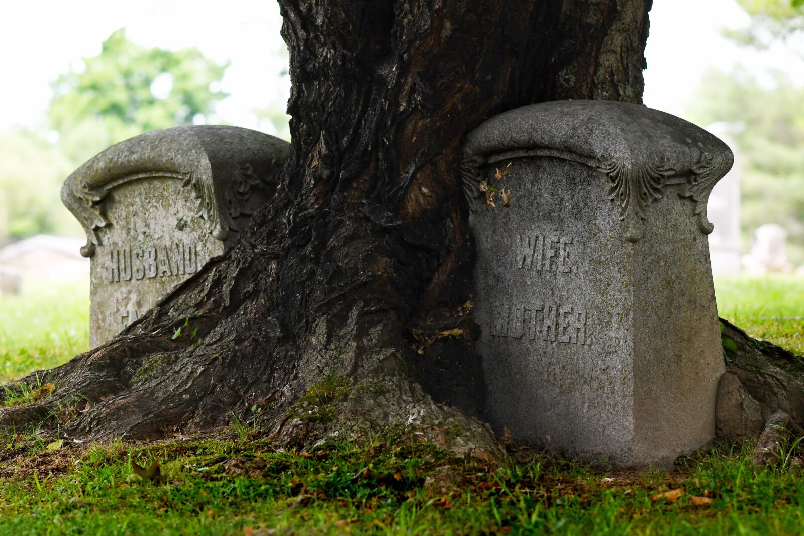 Nikon D7500 sample photo. Cemetery, tree, grave photography