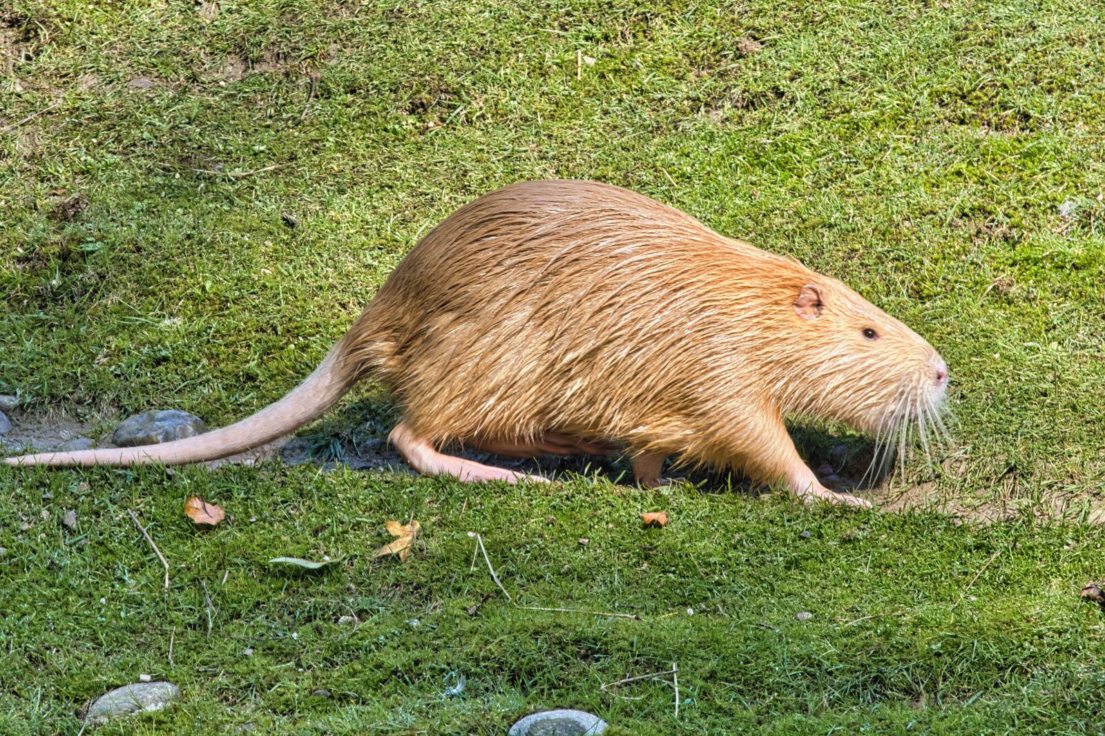 Nikon D7500 sample photo. Nutria, rodent, species of photography