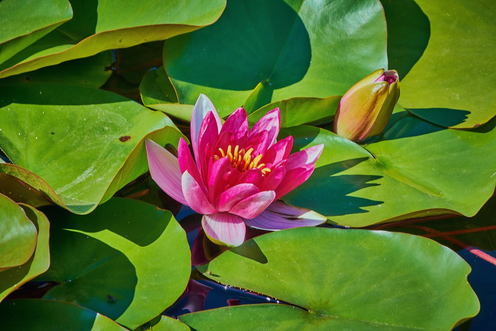Nikon D7200 sample photo. Water lily, flower, water photography