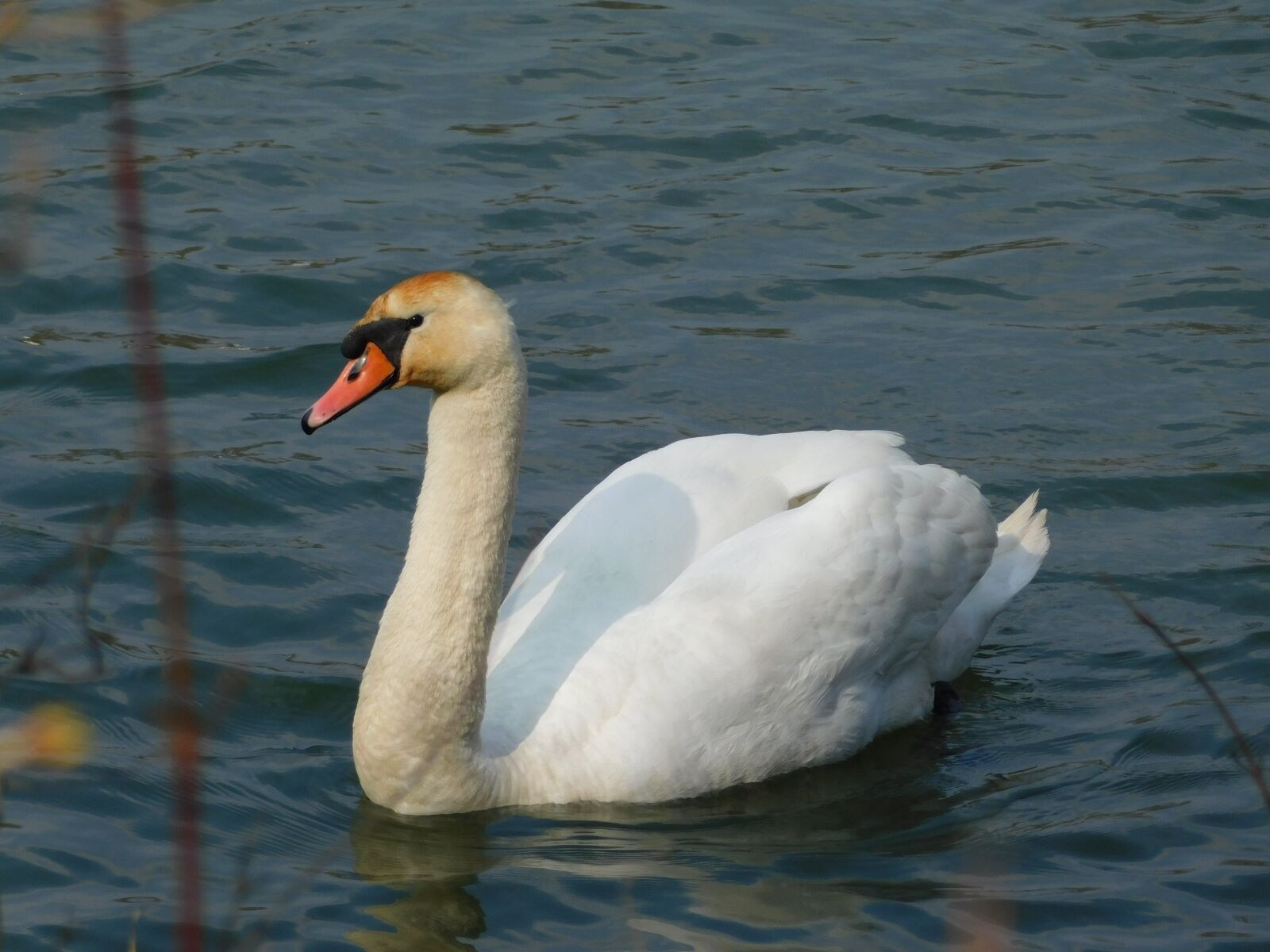 Nikon Coolpix B500 sample photo. Nature, swan photography