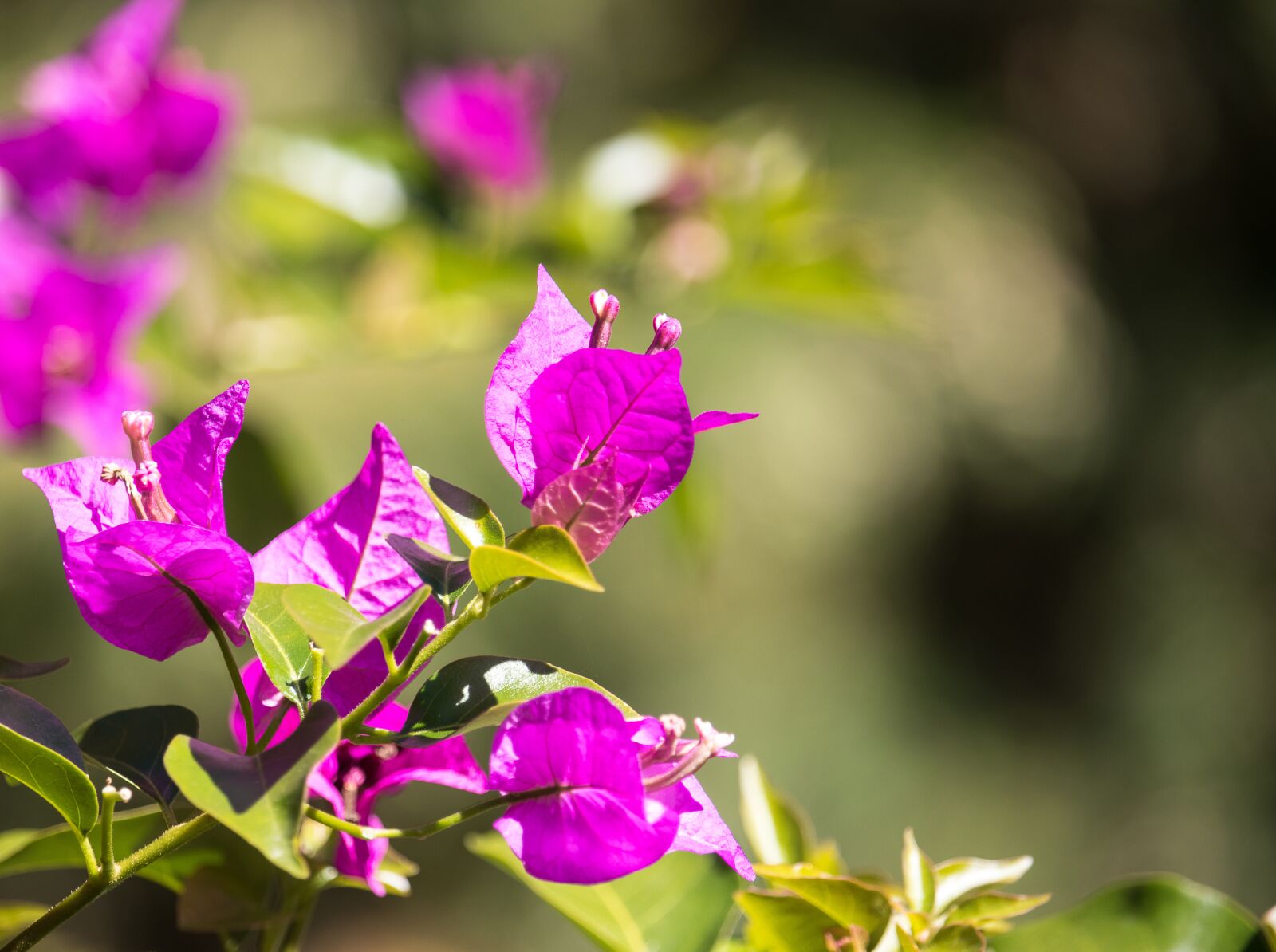Canon EF-S 55-250mm F4-5.6 IS STM sample photo. Bougainvillea, triple flower, flowers photography