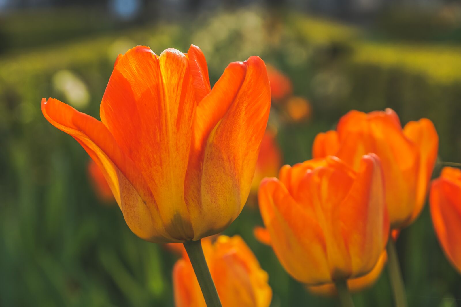 Sony DT 18-135mm F3.5-5.6 SAM sample photo. Tulips, red, orange photography