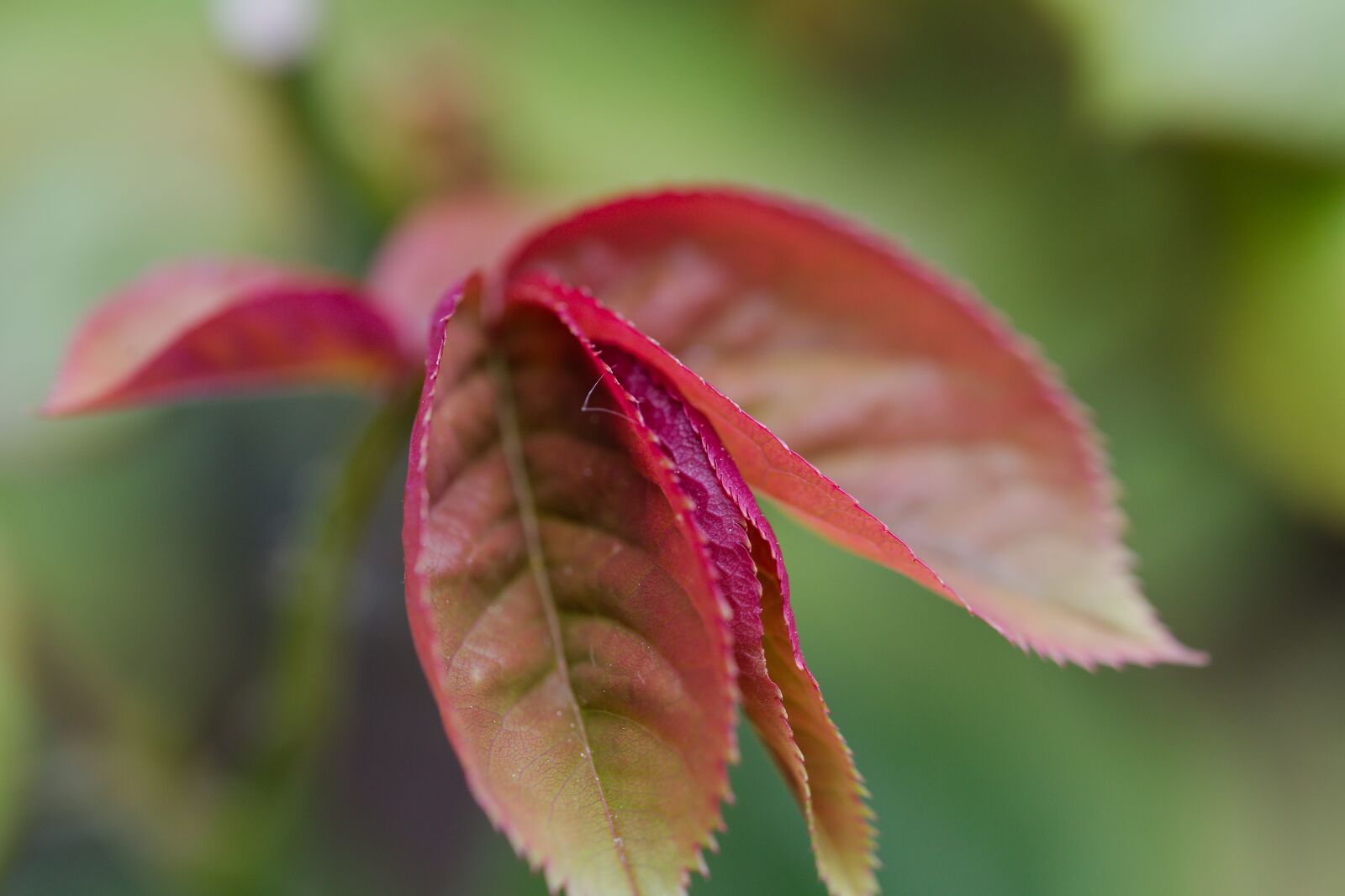 Canon EOS 6D sample photo. Leaf, nature, plant photography