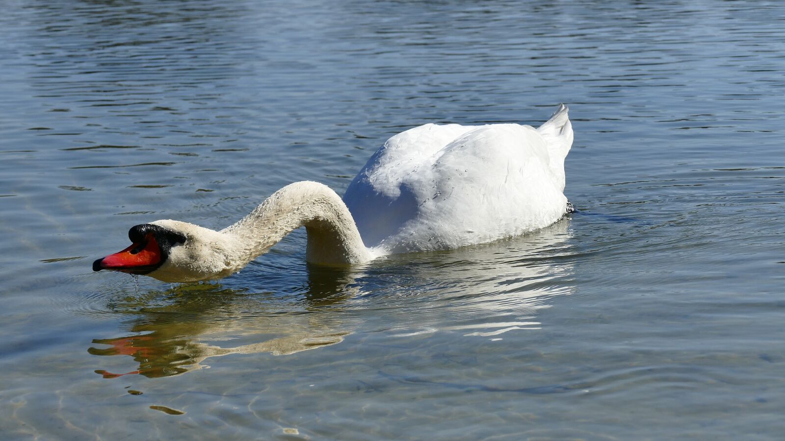 Panasonic Lumix DMC-FZ1000 sample photo. Swan, water, lake photography