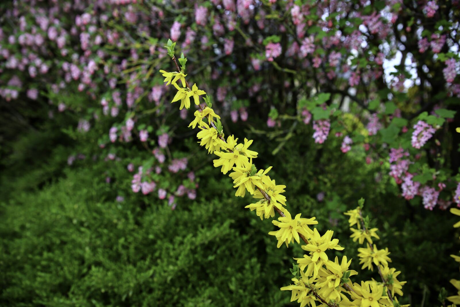 Canon EOS 6D Mark II sample photo. Forsythia, yellow flower, spring photography
