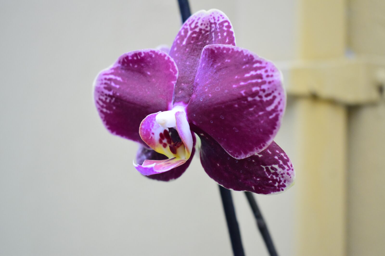 Nikon D3500 sample photo. Orchid, flowers, b w photography
