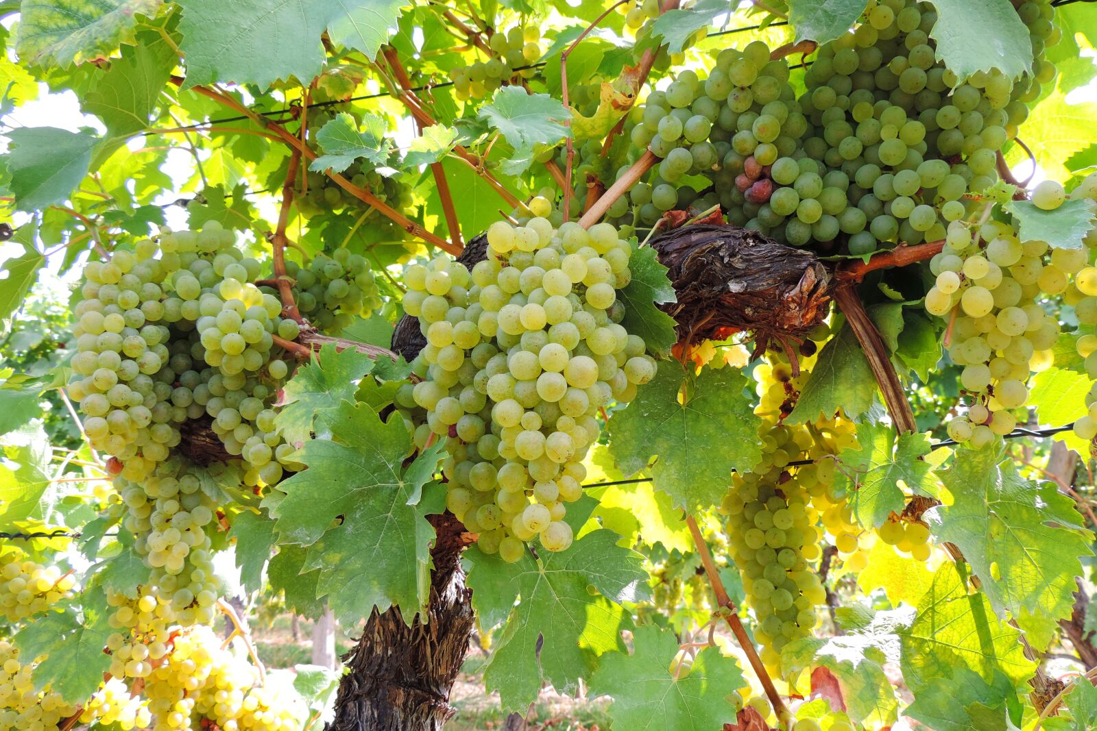 Nikon Coolpix P520 sample photo. Wine, grapes, vine photography