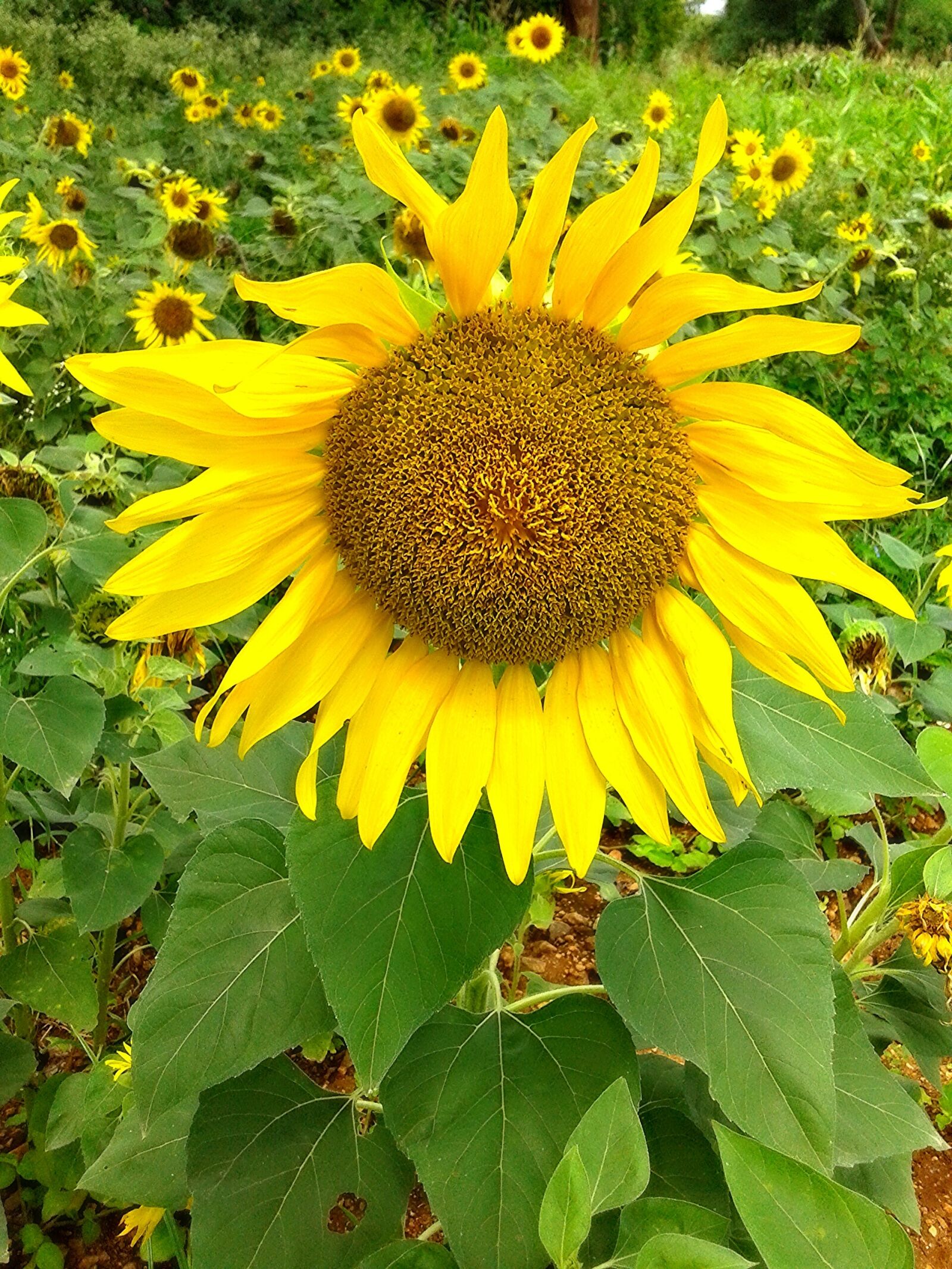 Samsung Galaxy Core sample photo. Nature, sunflower, yellow photography