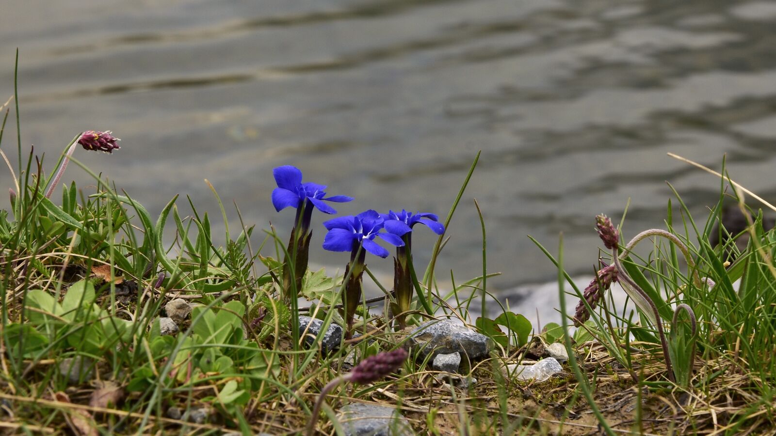 Nikon D7200 sample photo. Alpine, spring gentian, gentian photography