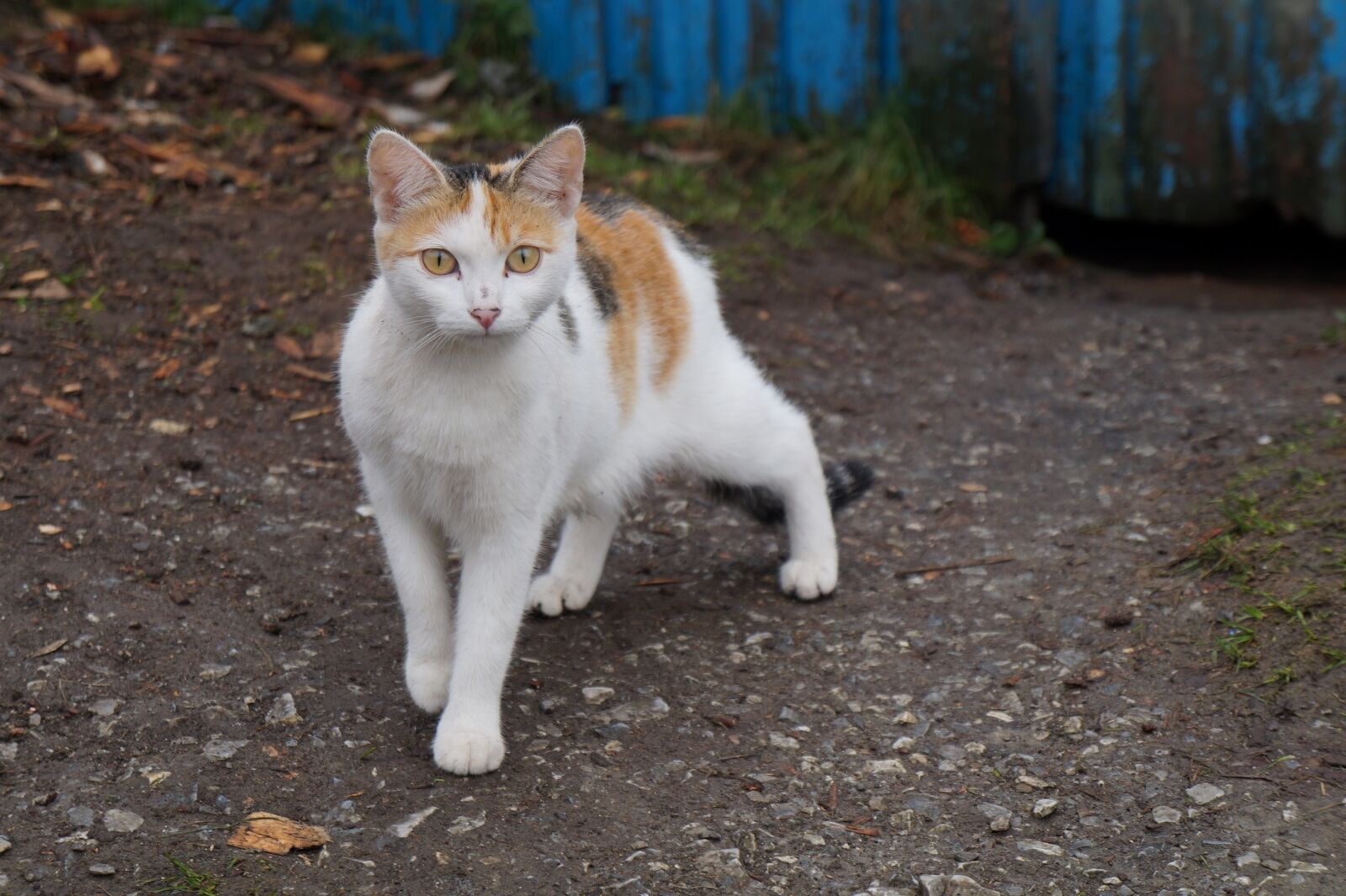 Sony Alpha a3000 sample photo. Beautiful, cheerful, cat photography