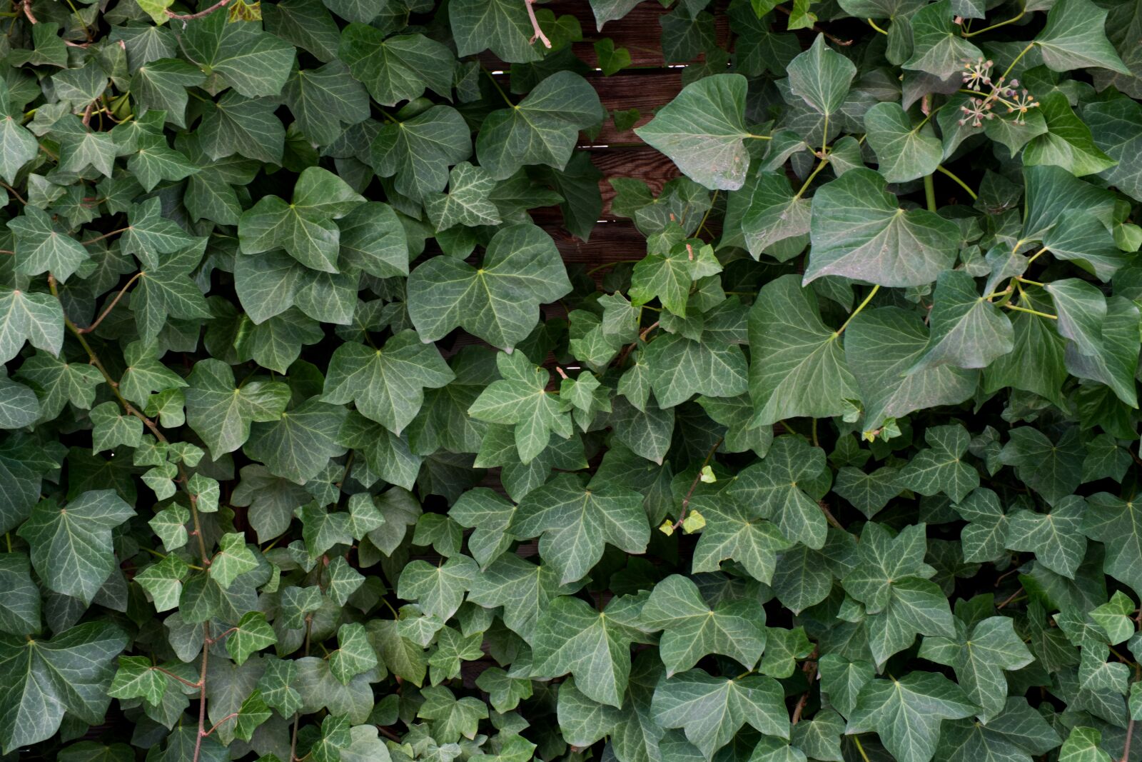Fujifilm X-H1 sample photo. Ivy, plant, foliage photography
