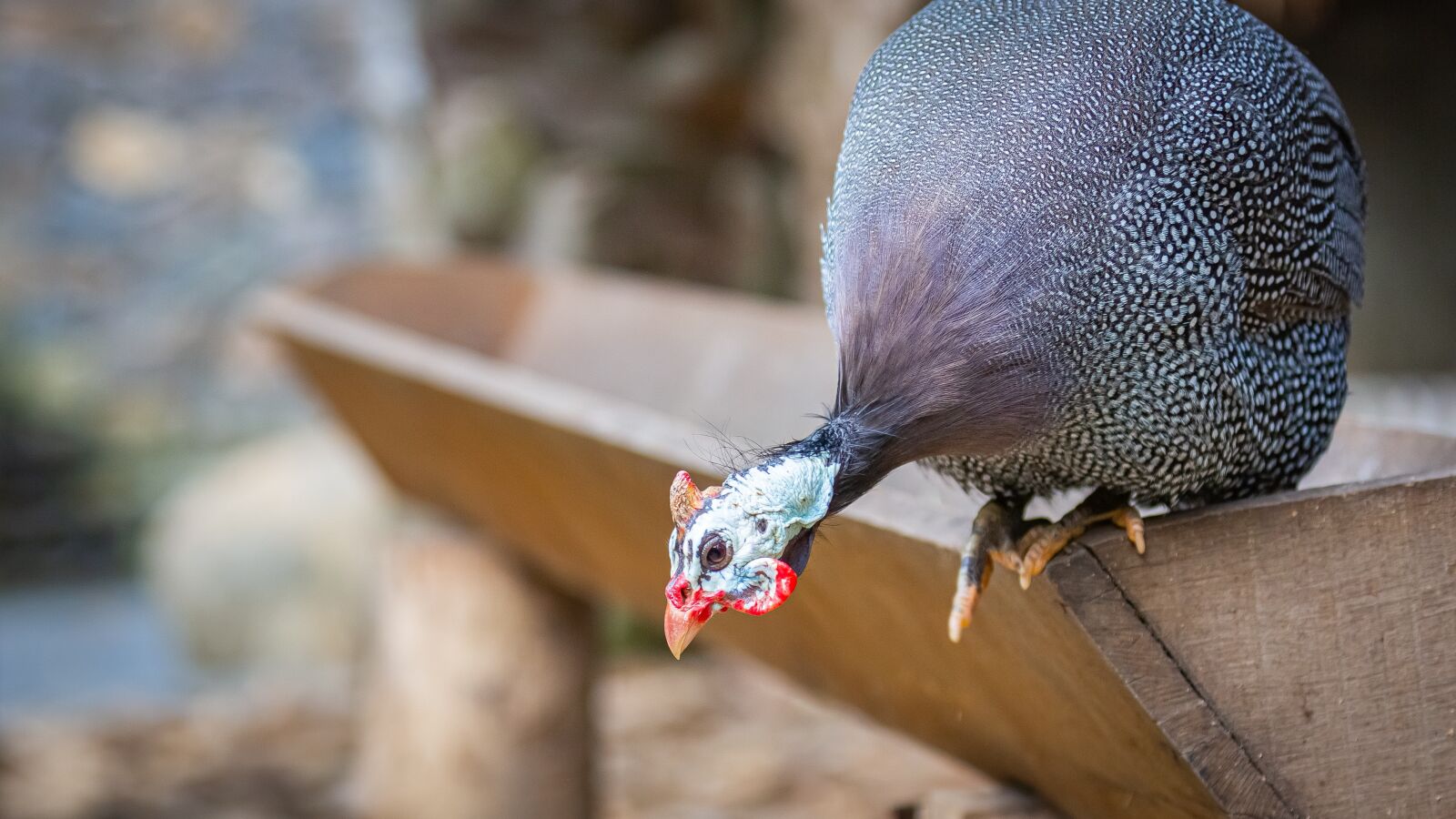 Canon EOS 5D Mark III sample photo. Guinea fowl, poultry, bird photography