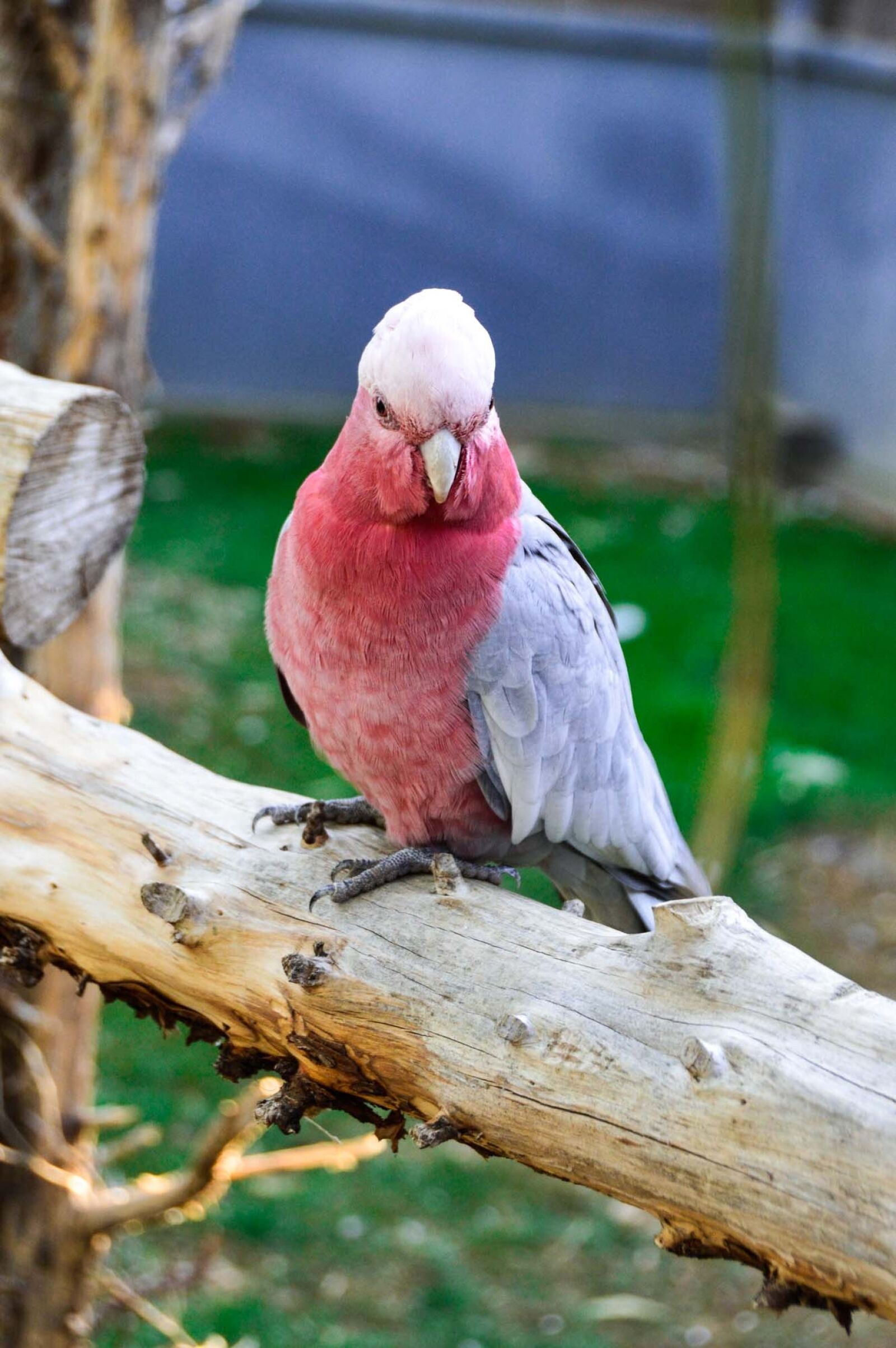 Nikon D3200 sample photo. Lovebirds, young, pink color photography