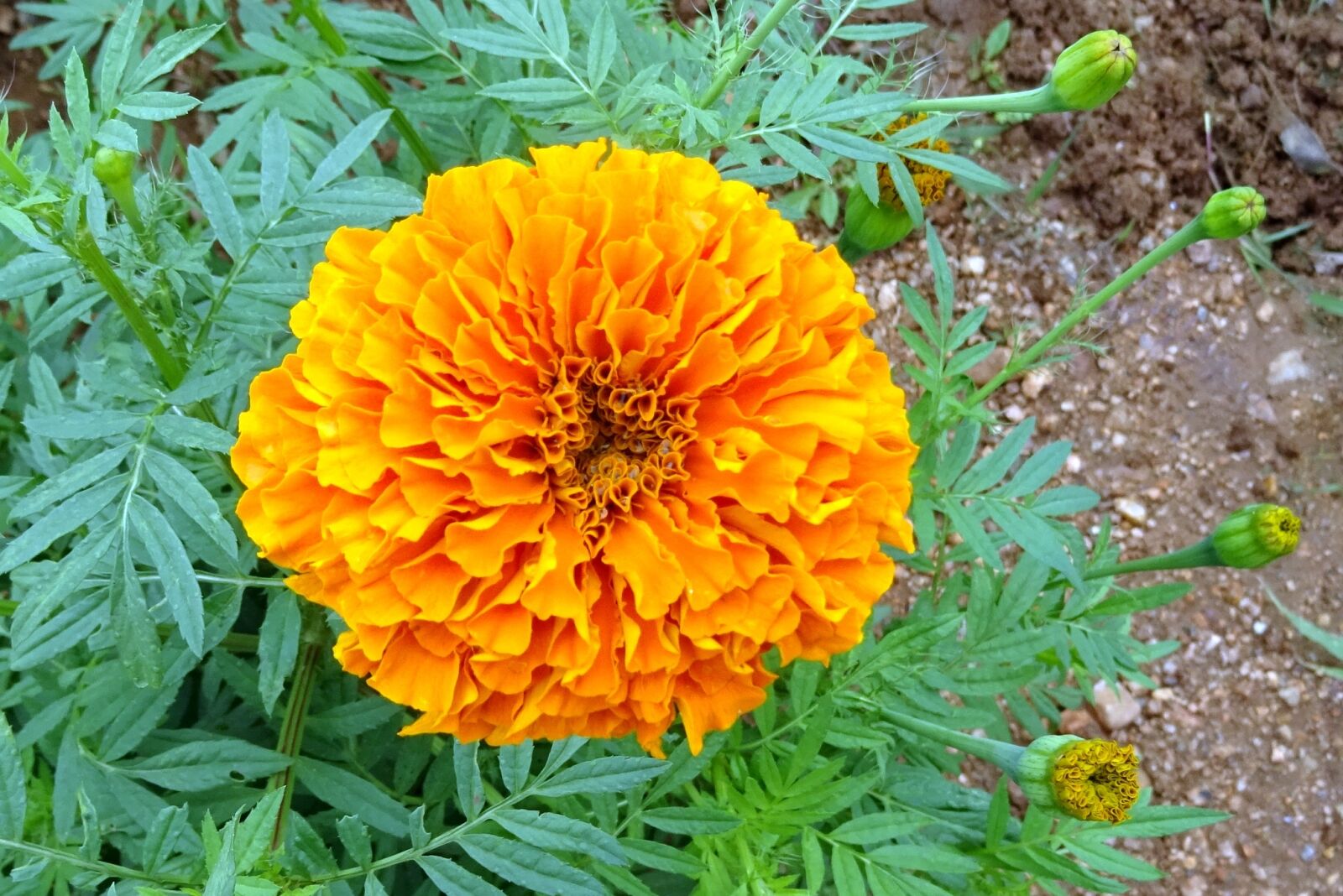 Sony DSC-HX60V sample photo. Flower, marigold, orange photography