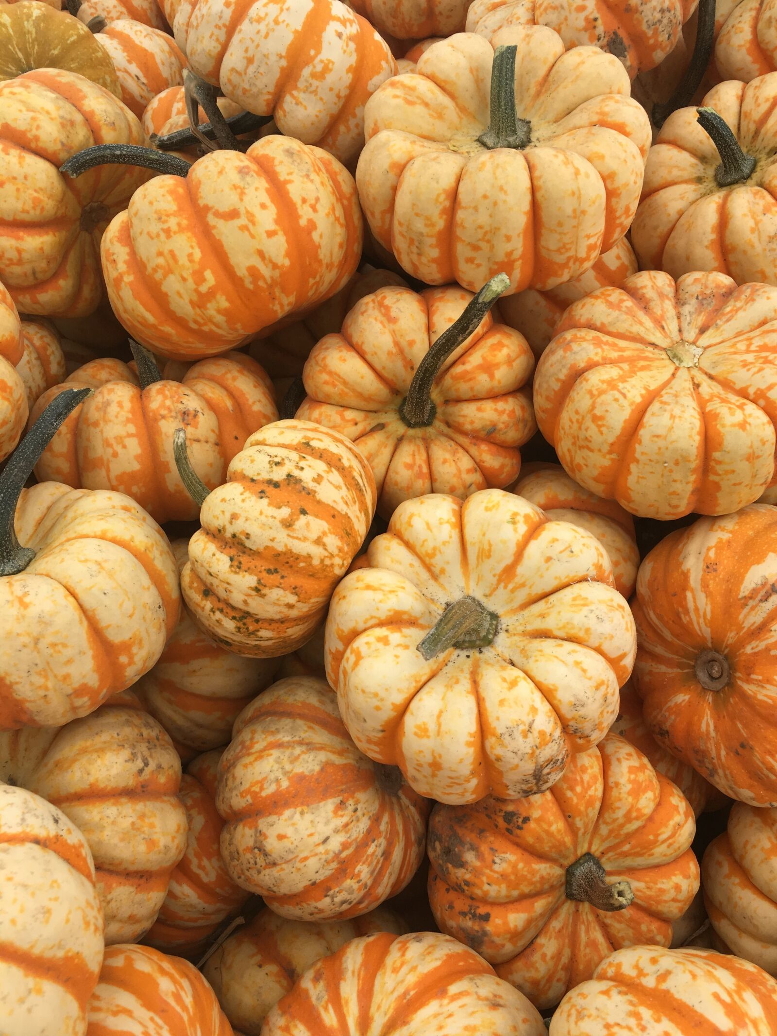 Apple iPhone 6s sample photo. Fall, orange, pumpkin photography