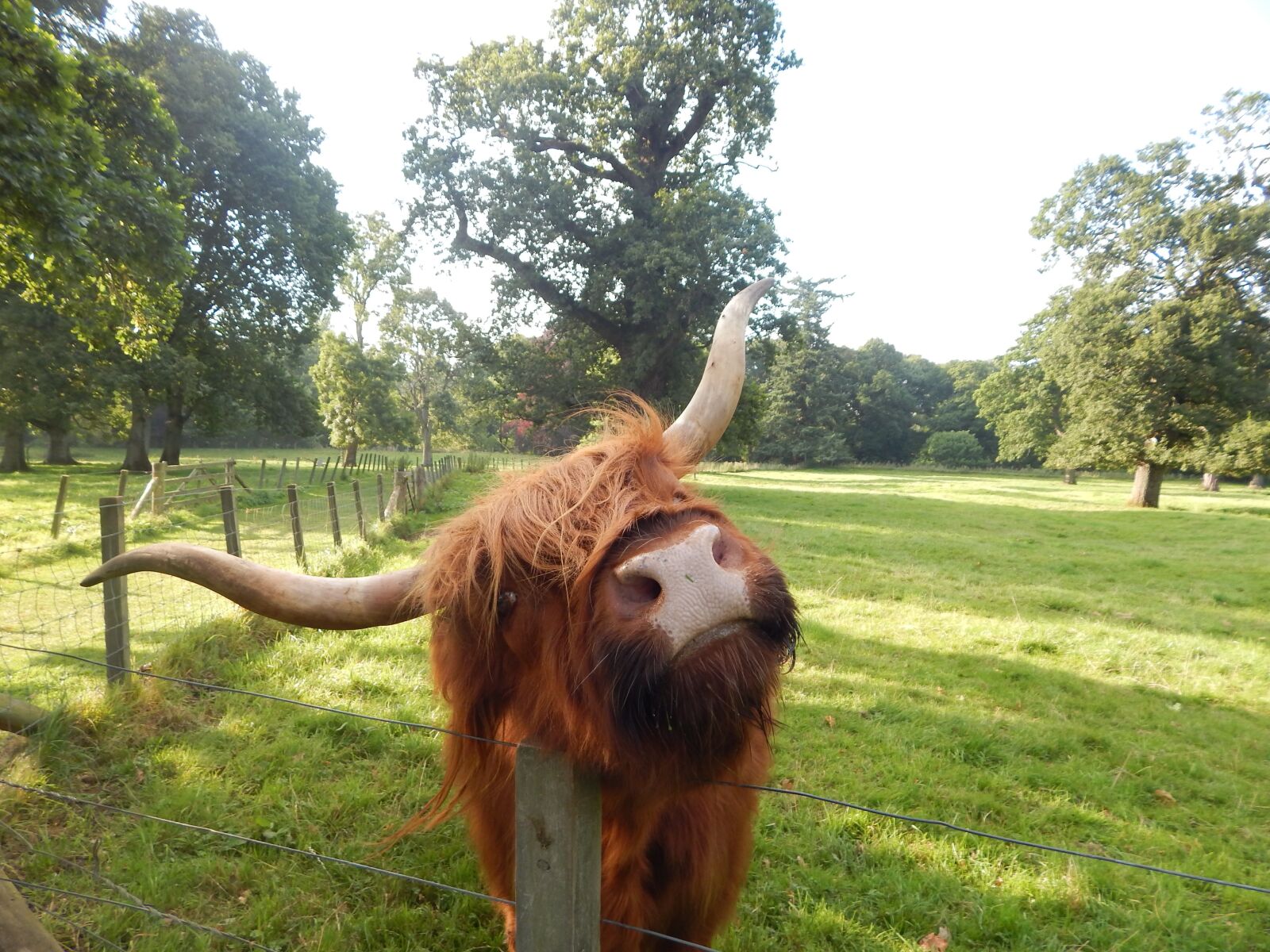 Nikon Coolpix L830 sample photo. Highland cow, glamis, field photography