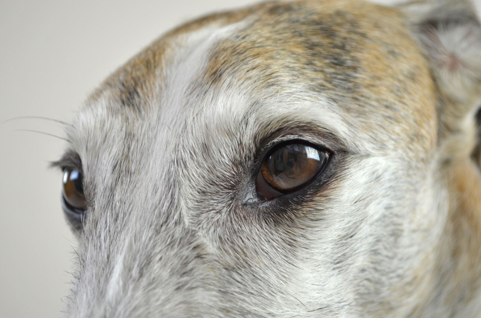 Nikon D5100 sample photo. Dog, dog eyes, view photography