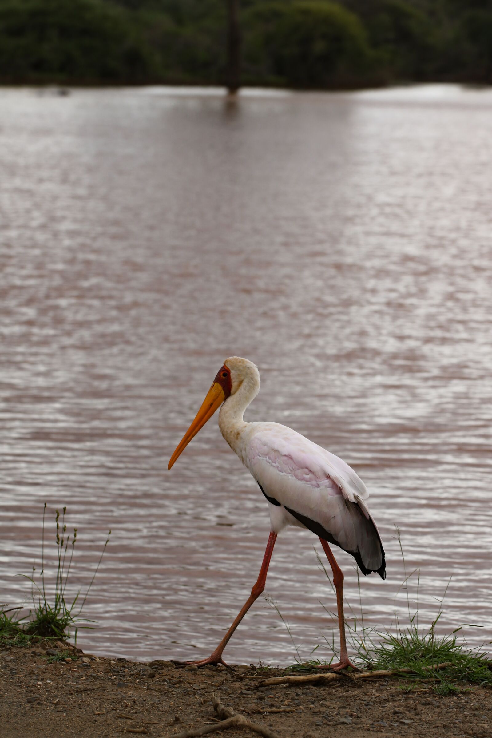 Canon EOS 750D (EOS Rebel T6i / EOS Kiss X8i) + Canon EF 100mm F2.8L Macro IS USM sample photo. African nimmerzat, stork, bird photography