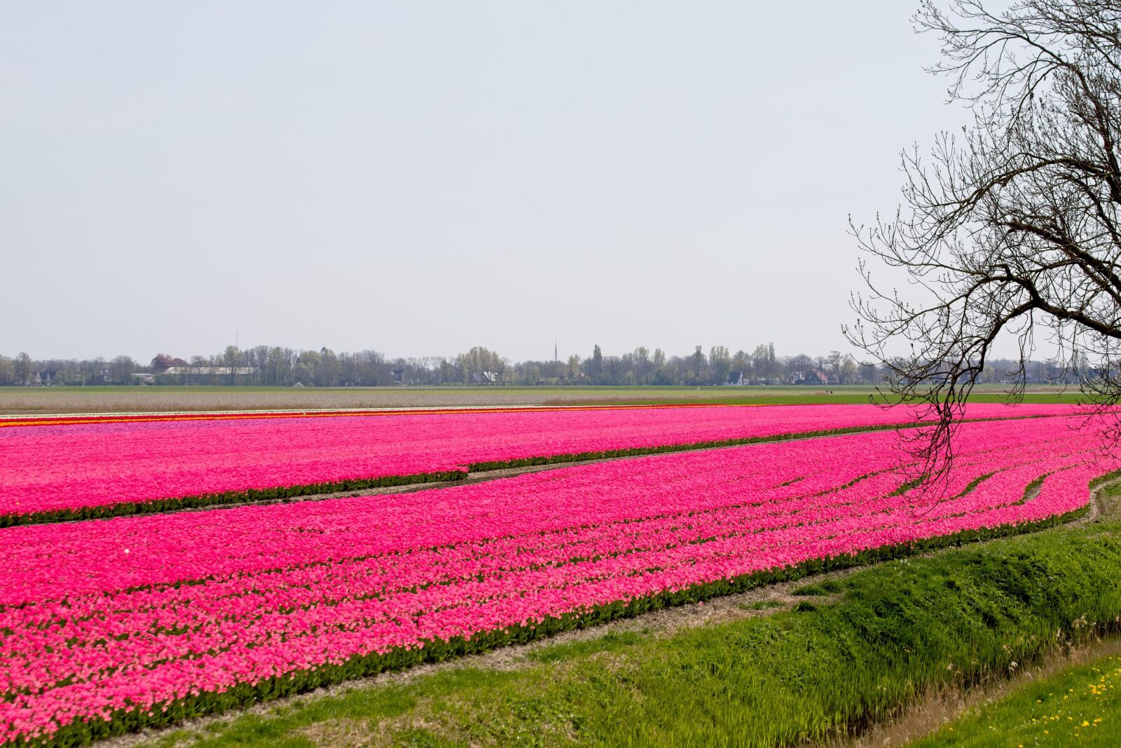 Canon EOS 6D Mark II sample photo. Bulbs, bulb fields, tulips photography
