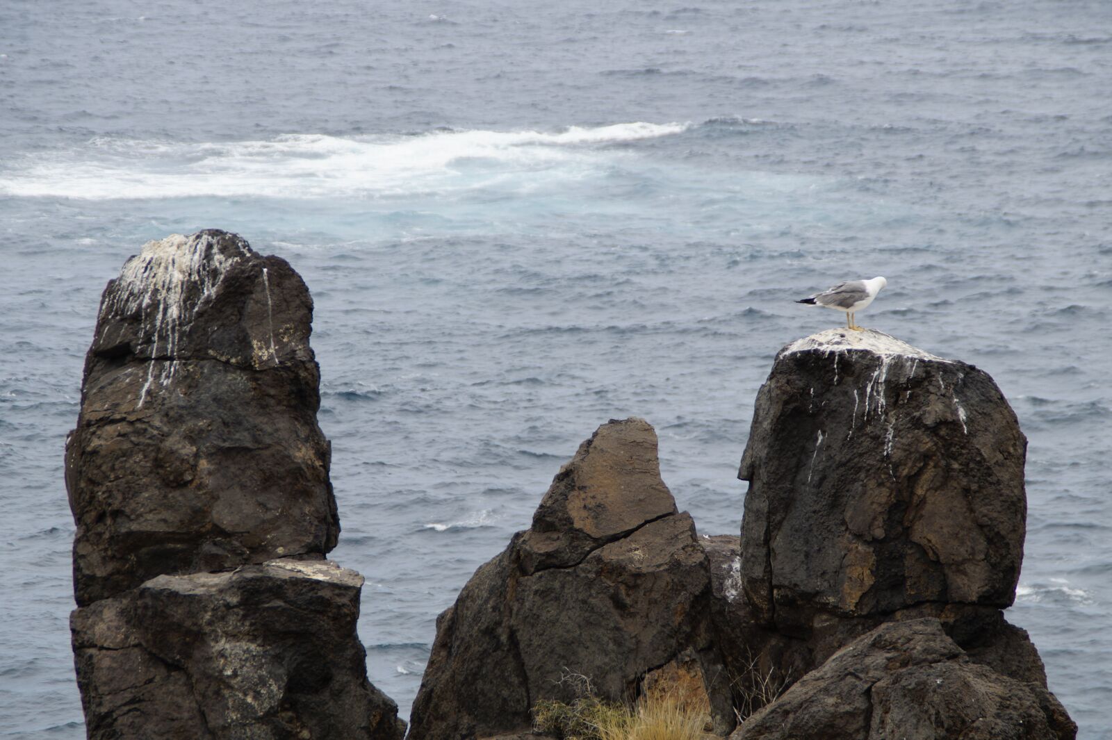 Sony SLT-A58 sample photo. Rock, gulls rock, gulls photography