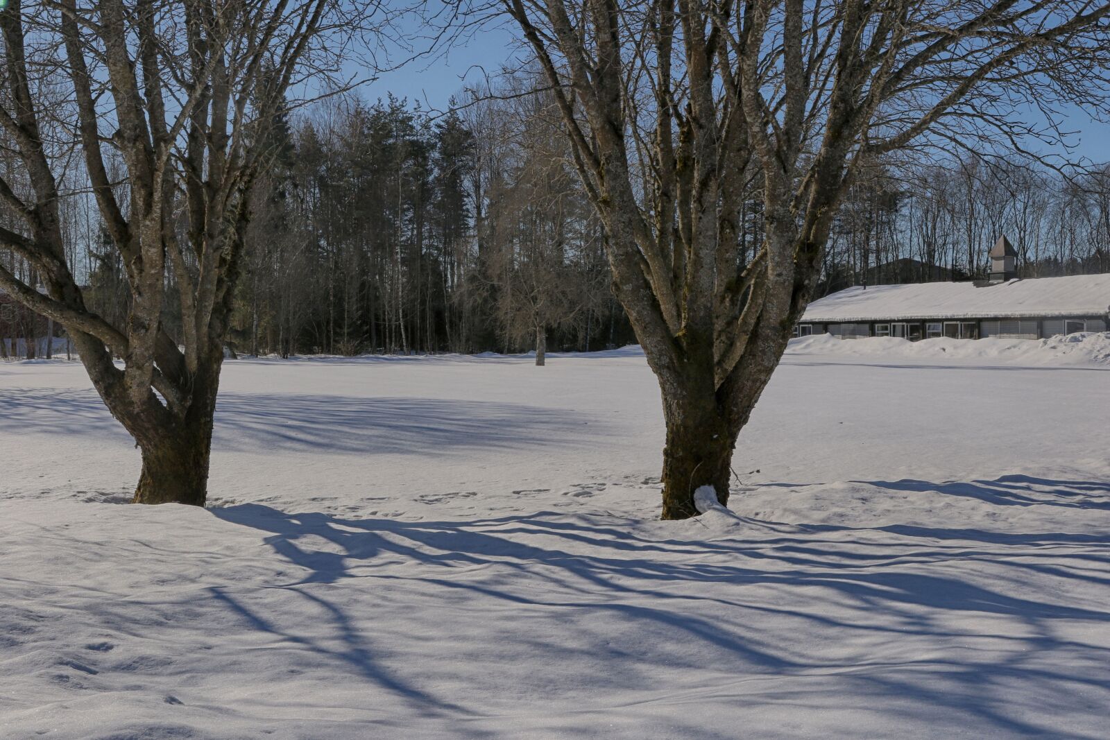 Canon EOS 7D Mark II + Canon EF 24-70mm F2.8L II USM sample photo. Winter, tree, snow photography