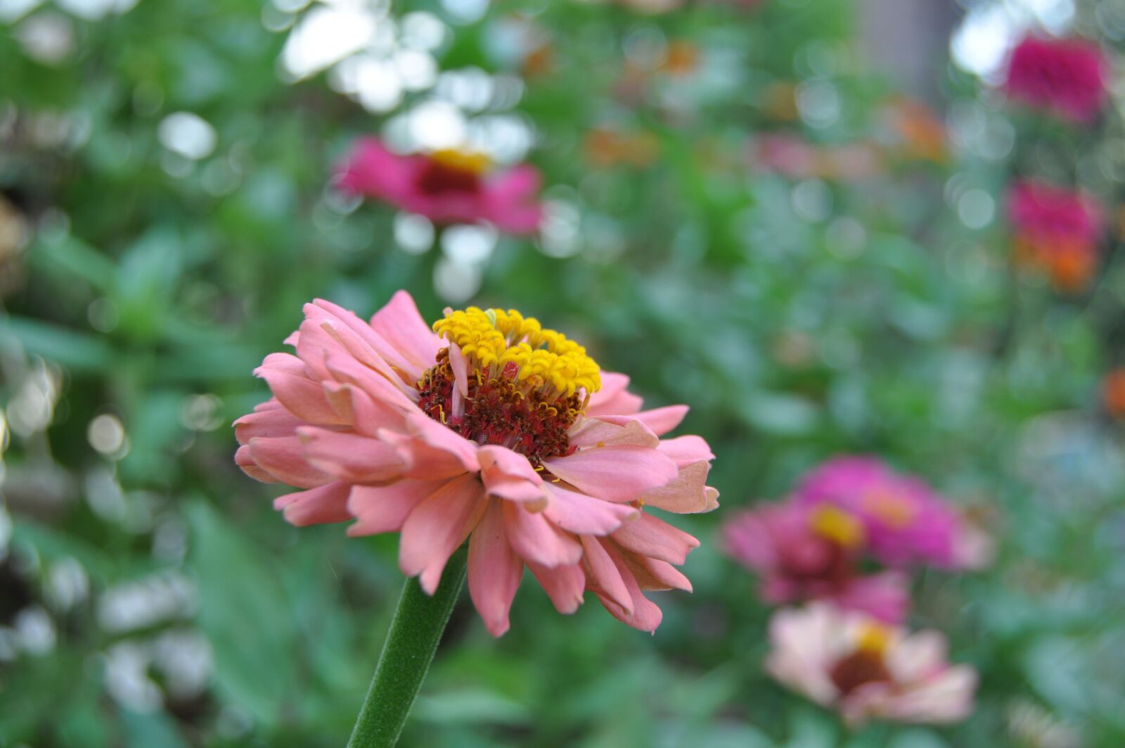 Nikon D90 sample photo. Flower, nature, plant photography