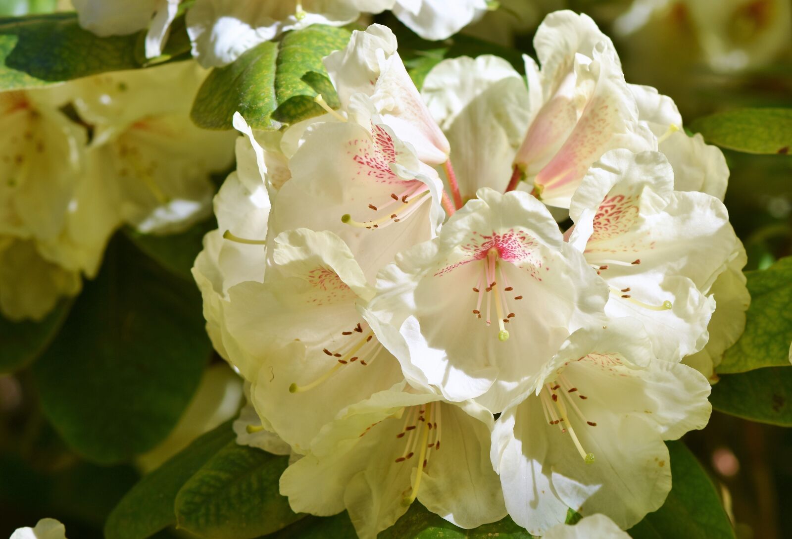 Nikon D7200 sample photo. Rhododendron, rhododendron buds, rhododendron photography