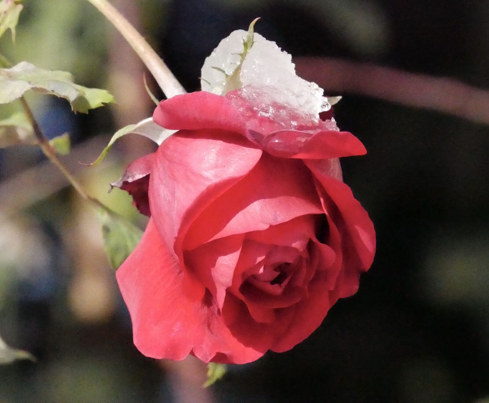 Panasonic Lumix DMC-G7 sample photo. Rose, flower, nature photography